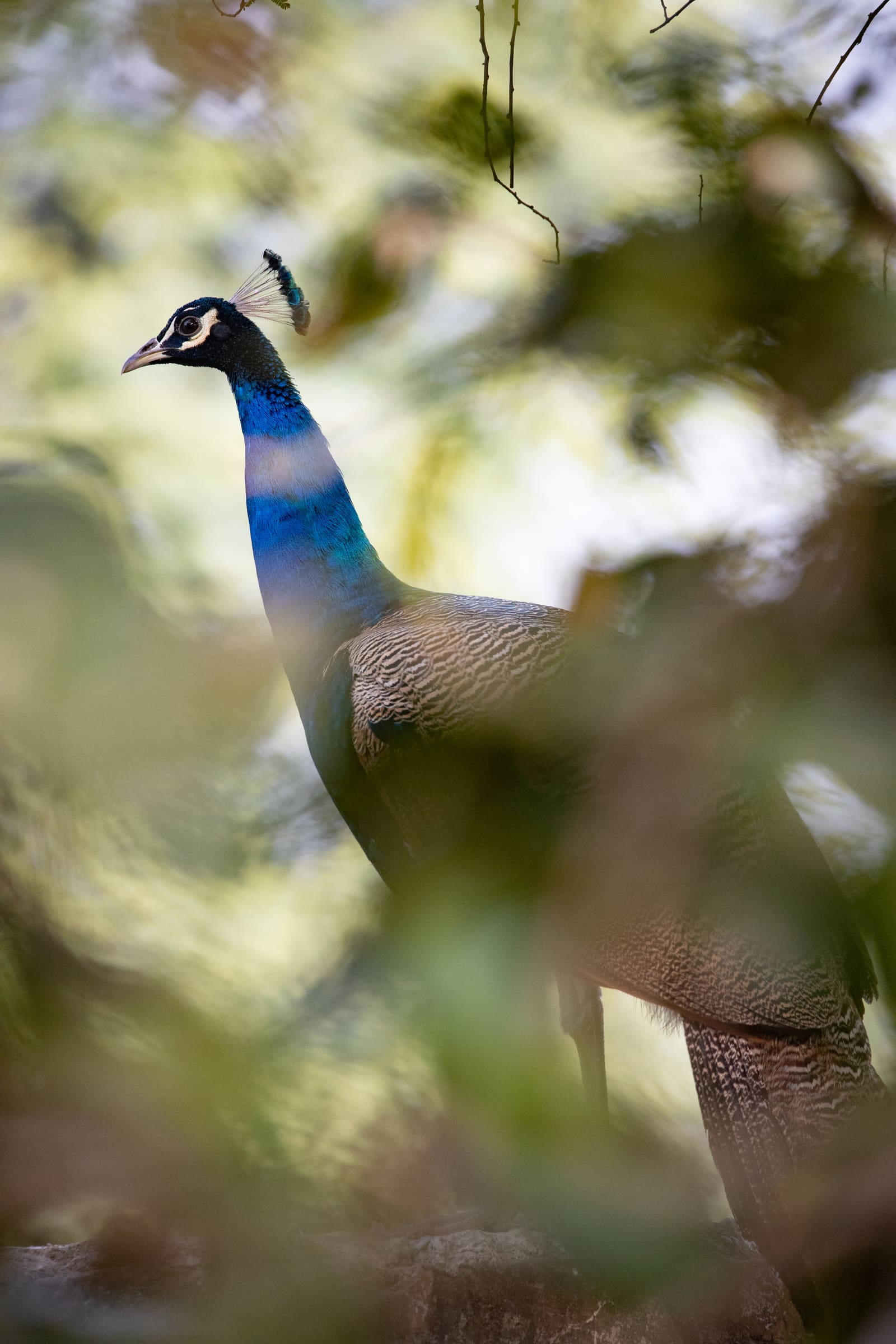 Indian Peafowl head and neck visible through leaves, iridescent blue-green plumage.