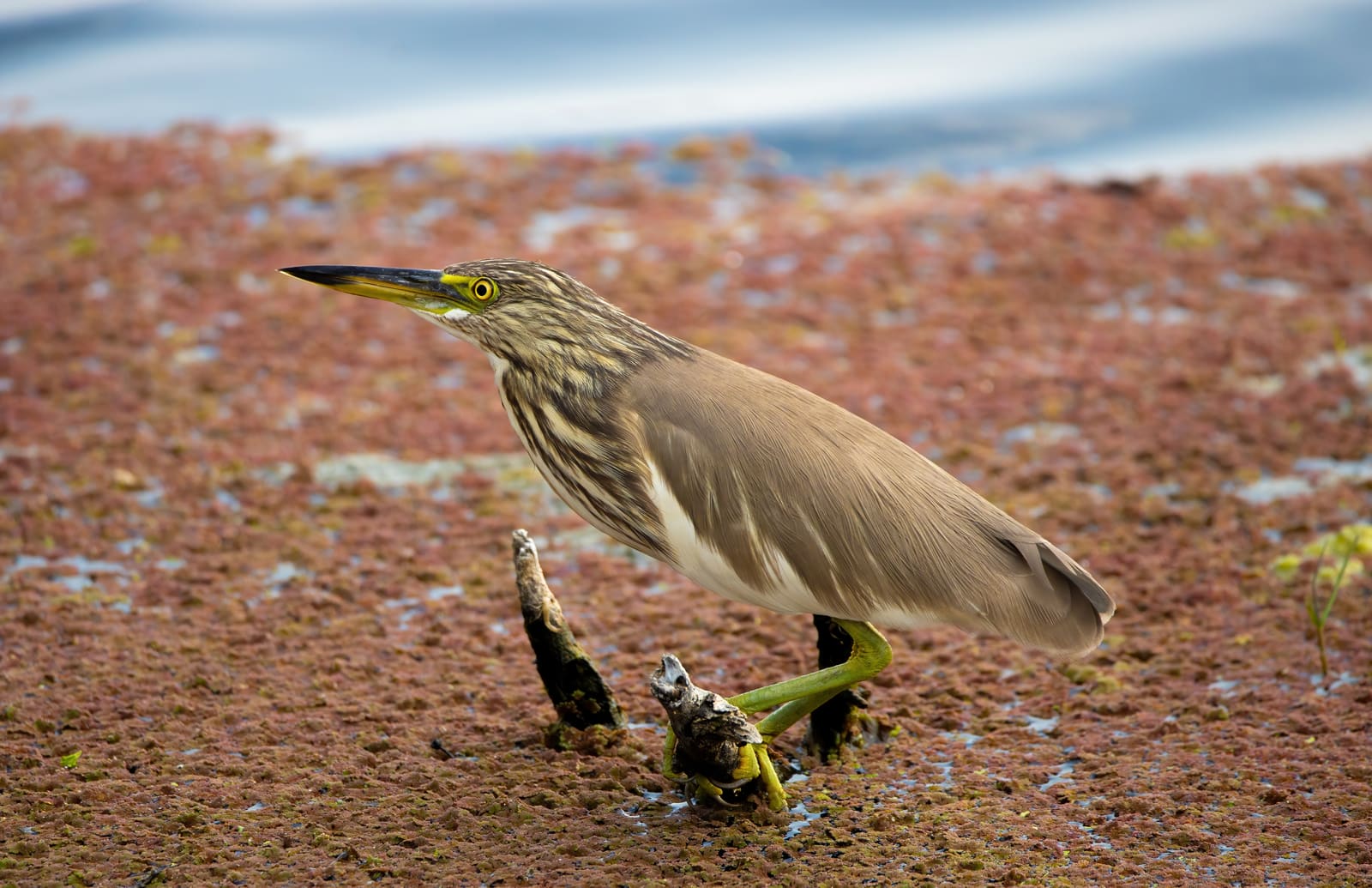 Indian Pond Heron walking on a reddish algae-covered bank near water.