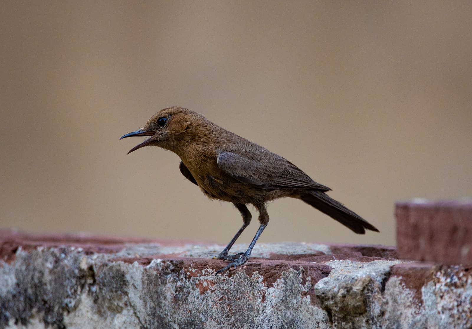 Indian Robin perched on a weathered brick wall, beak open as if calling.