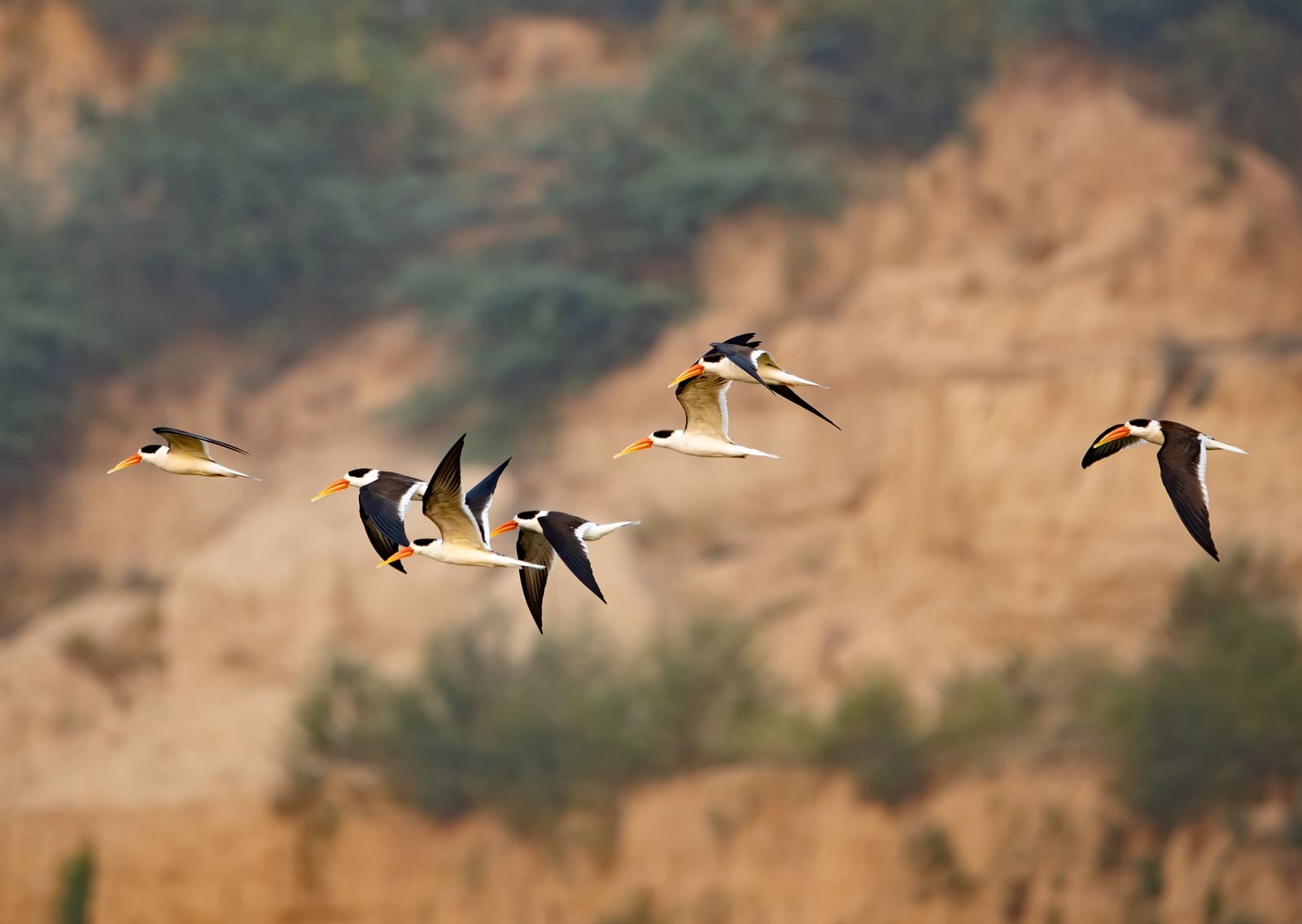 Flock of Indian Skimmers flying together, orange bills visible, sandy cliffs in the background.