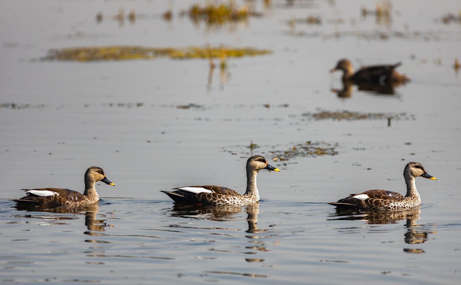 Three Indian Spot-billed Ducks swimming together on calm water.