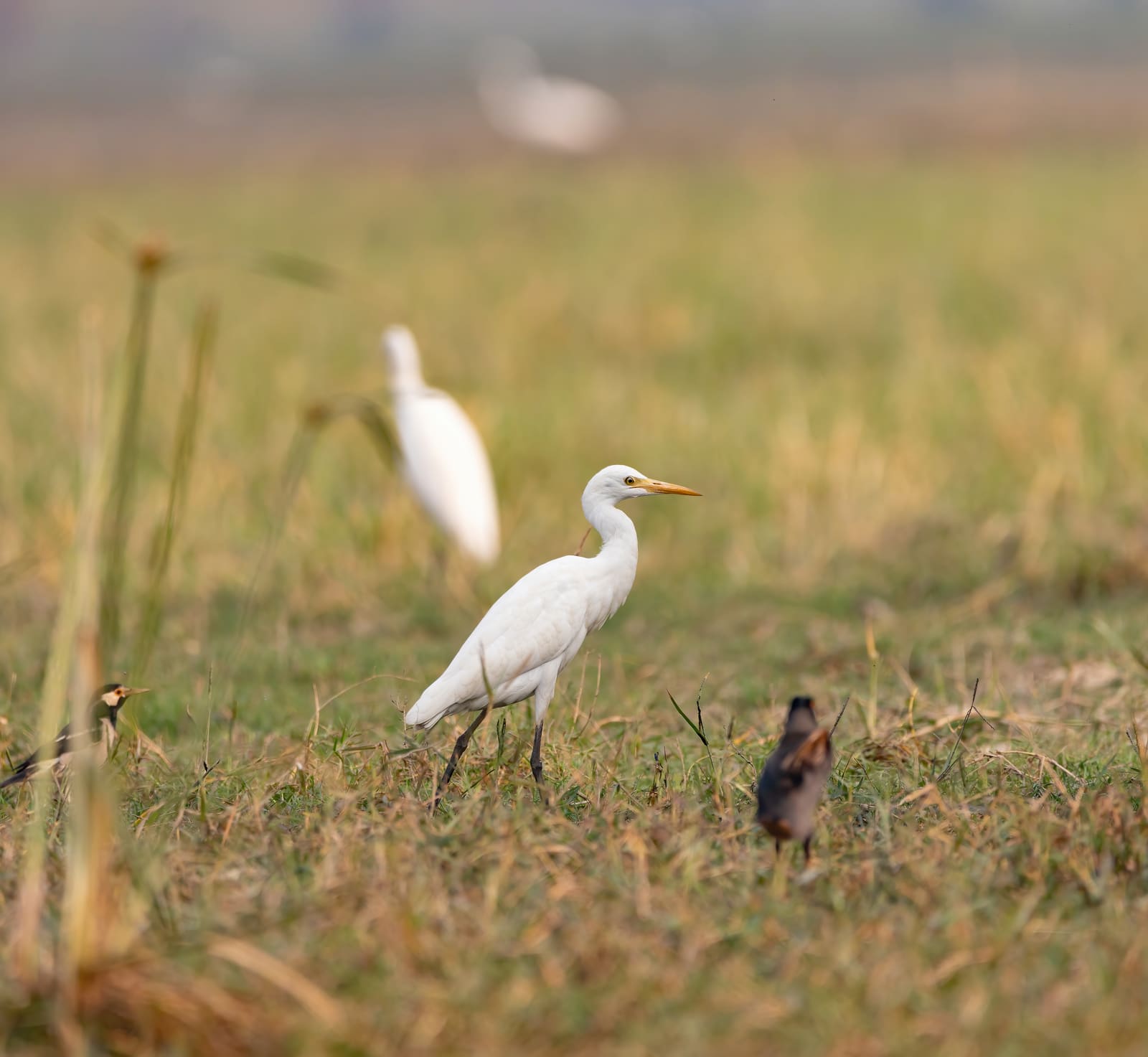 Intermediate Egret walking across grass, other wetland birds blurred in the background.