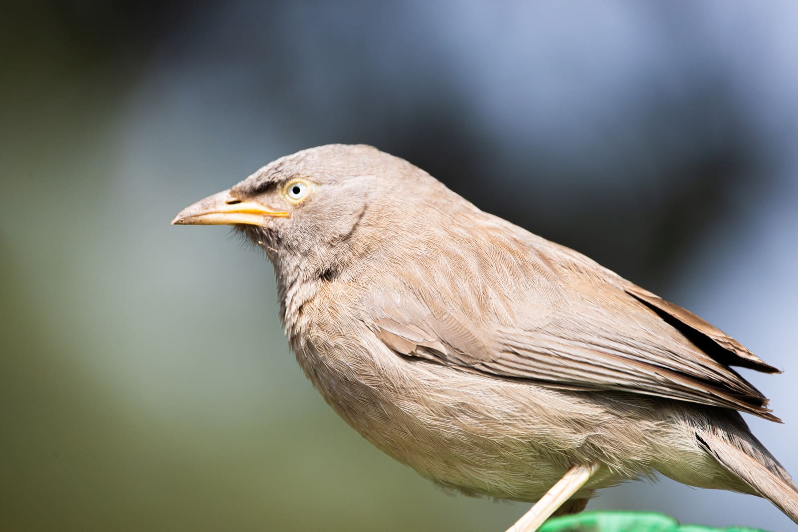 Close-up of a Jungle Babbler perched on a branch, plain brown plumage and pale eye.