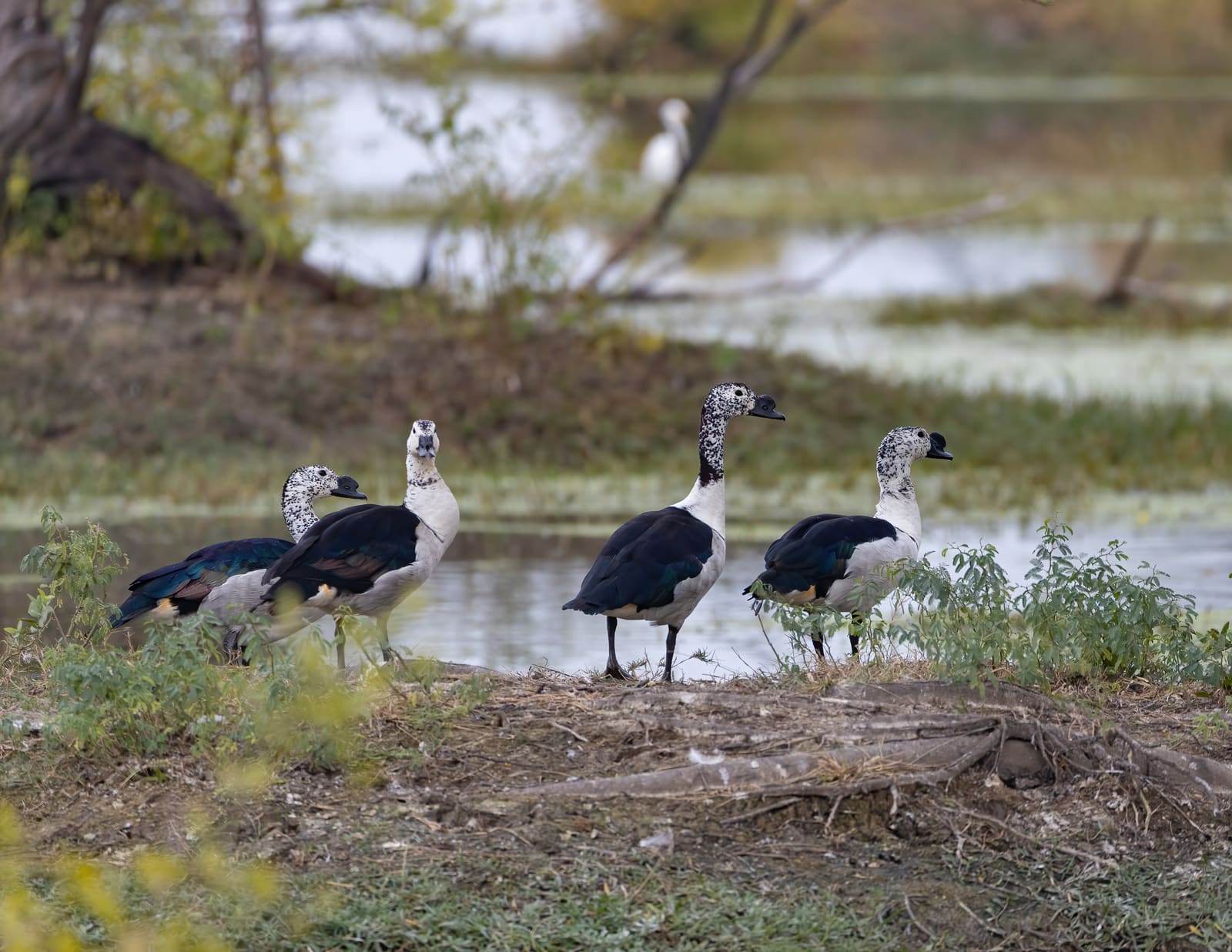 Four Knob-billed Ducks standing on a muddy bank near a wetland, black and white speckled heads visible.