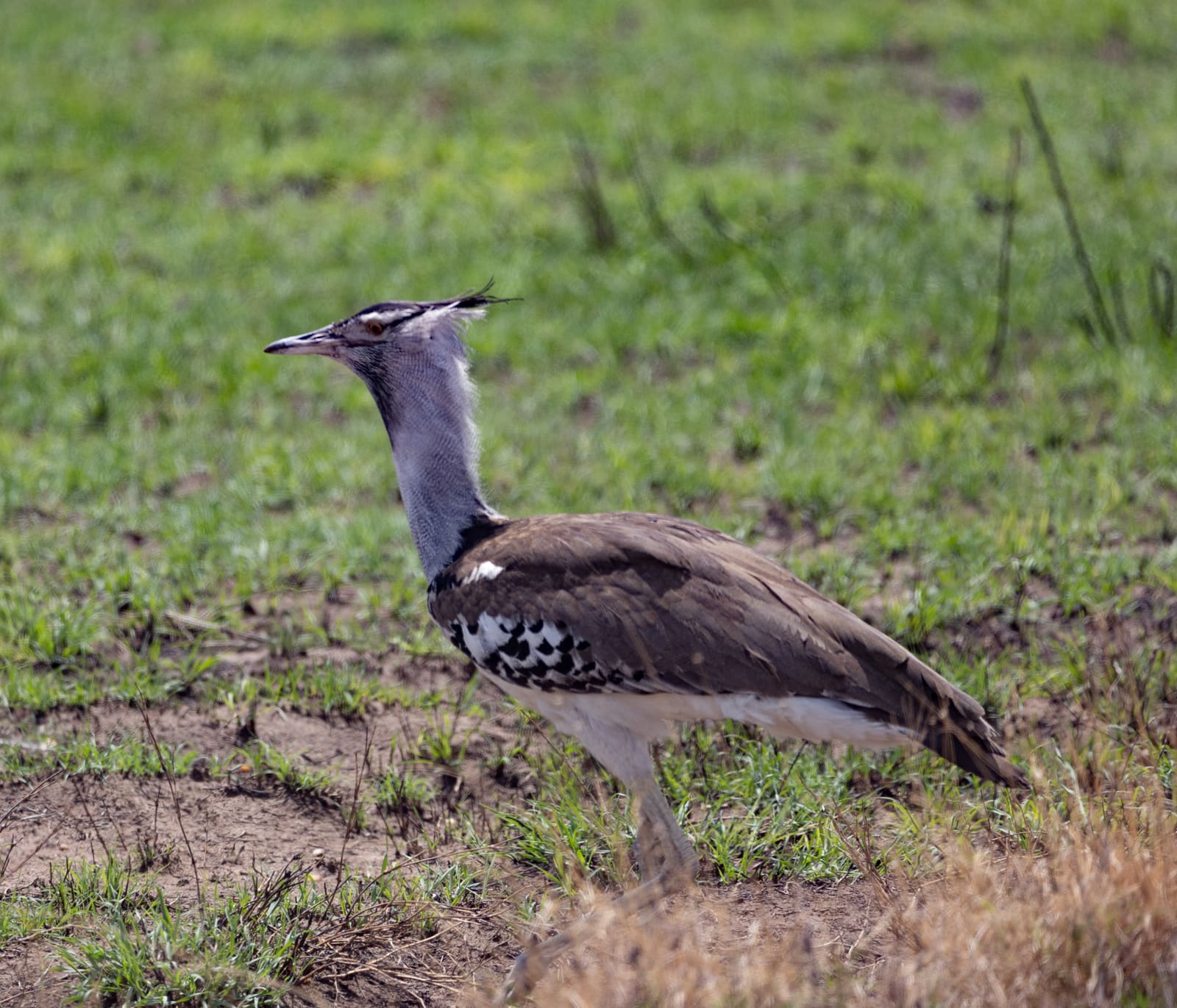 A large grey-brown bird with fine barring, a black crest, and a thick neck, walking through dry grass.
