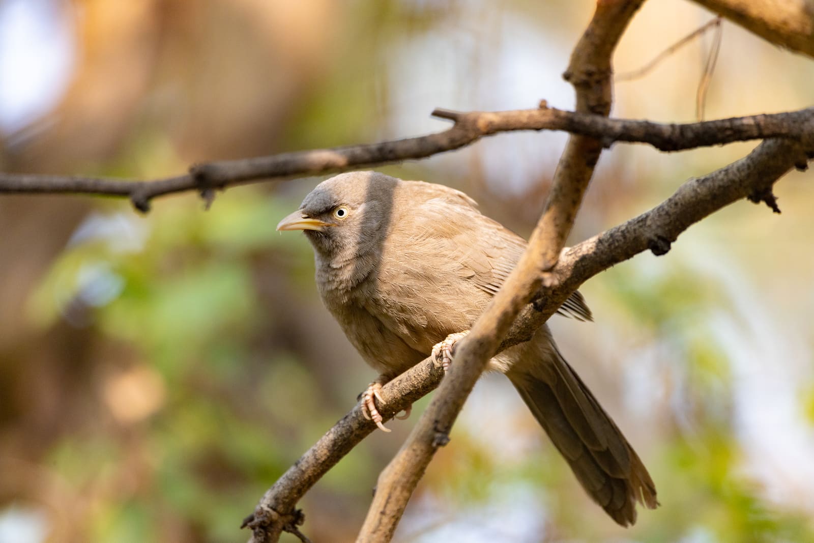 Large Grey Babbler perched on a branch in soft light, long tail visible.
