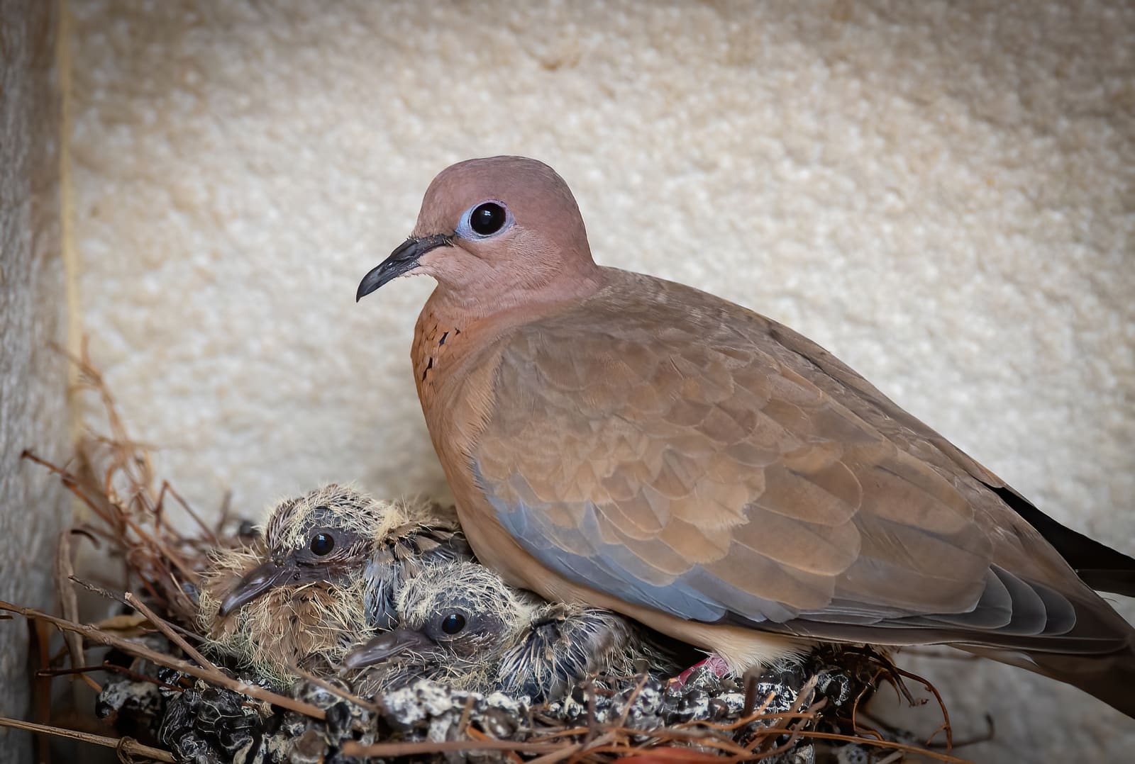 Adult Laughing Dove standing over two fluffy chicks on a nest.