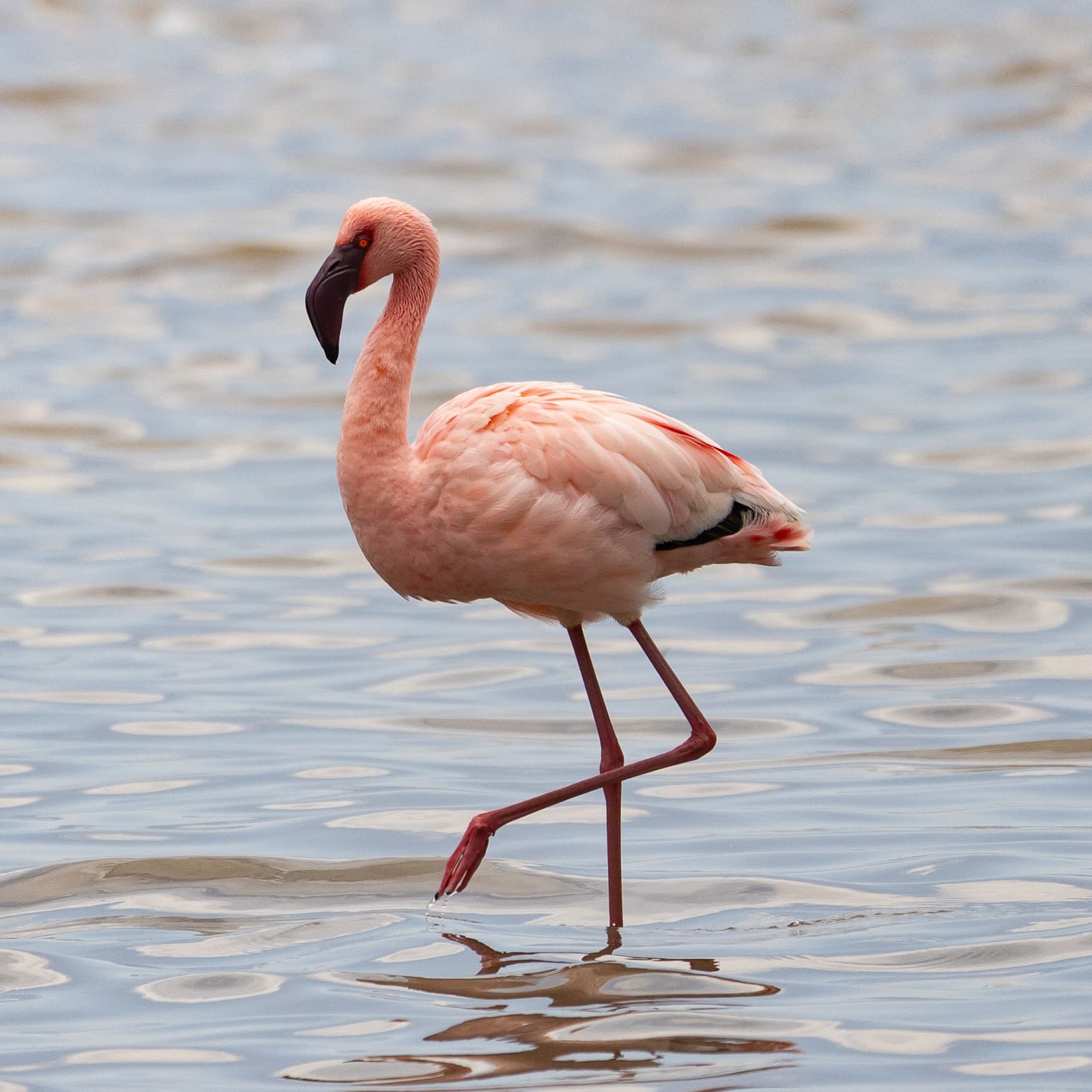 A pale pink flamingo with a dark red bill standing in shallow water.
