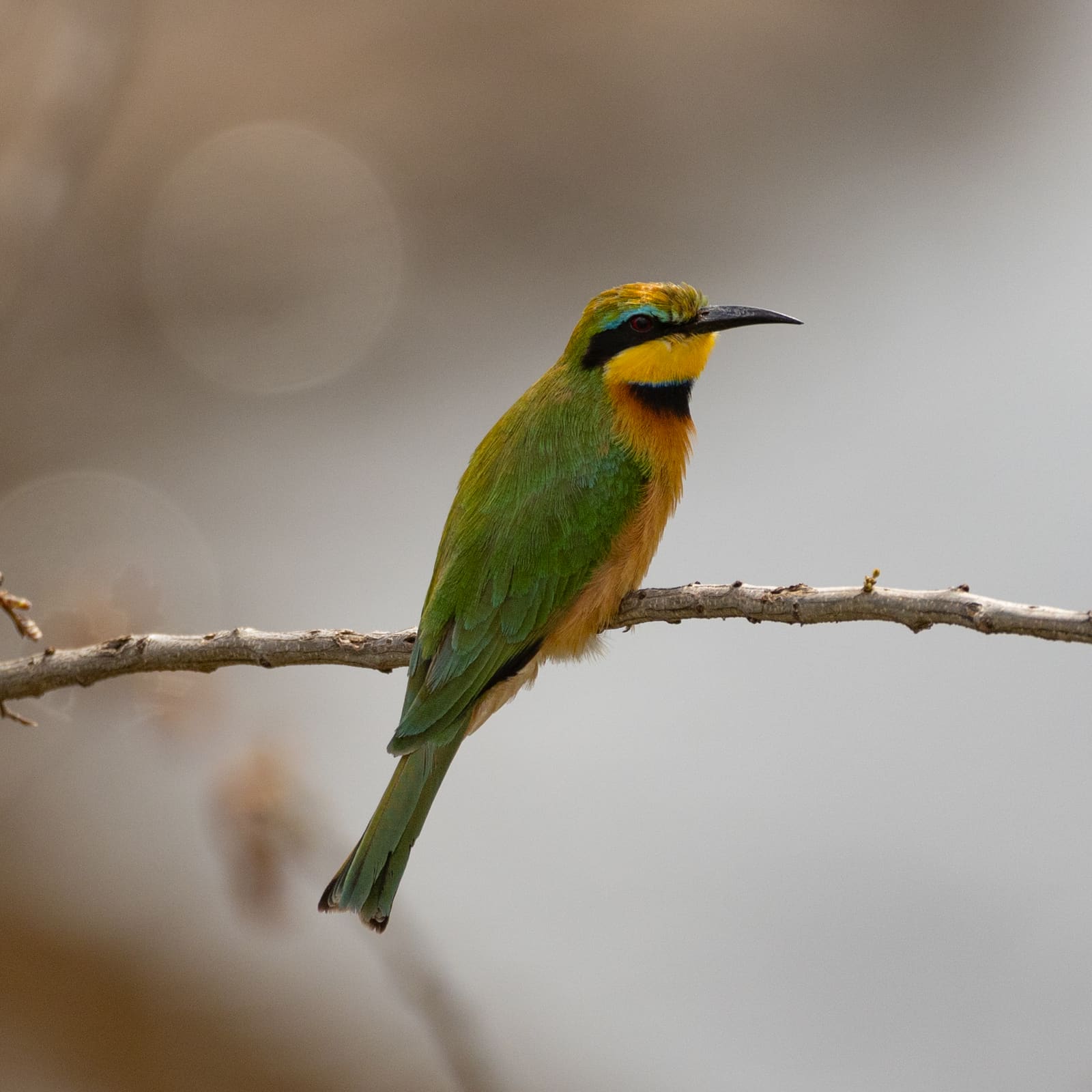 A small green bird with a yellow throat, black eye stripe, and rust-colored belly perched on a twig.