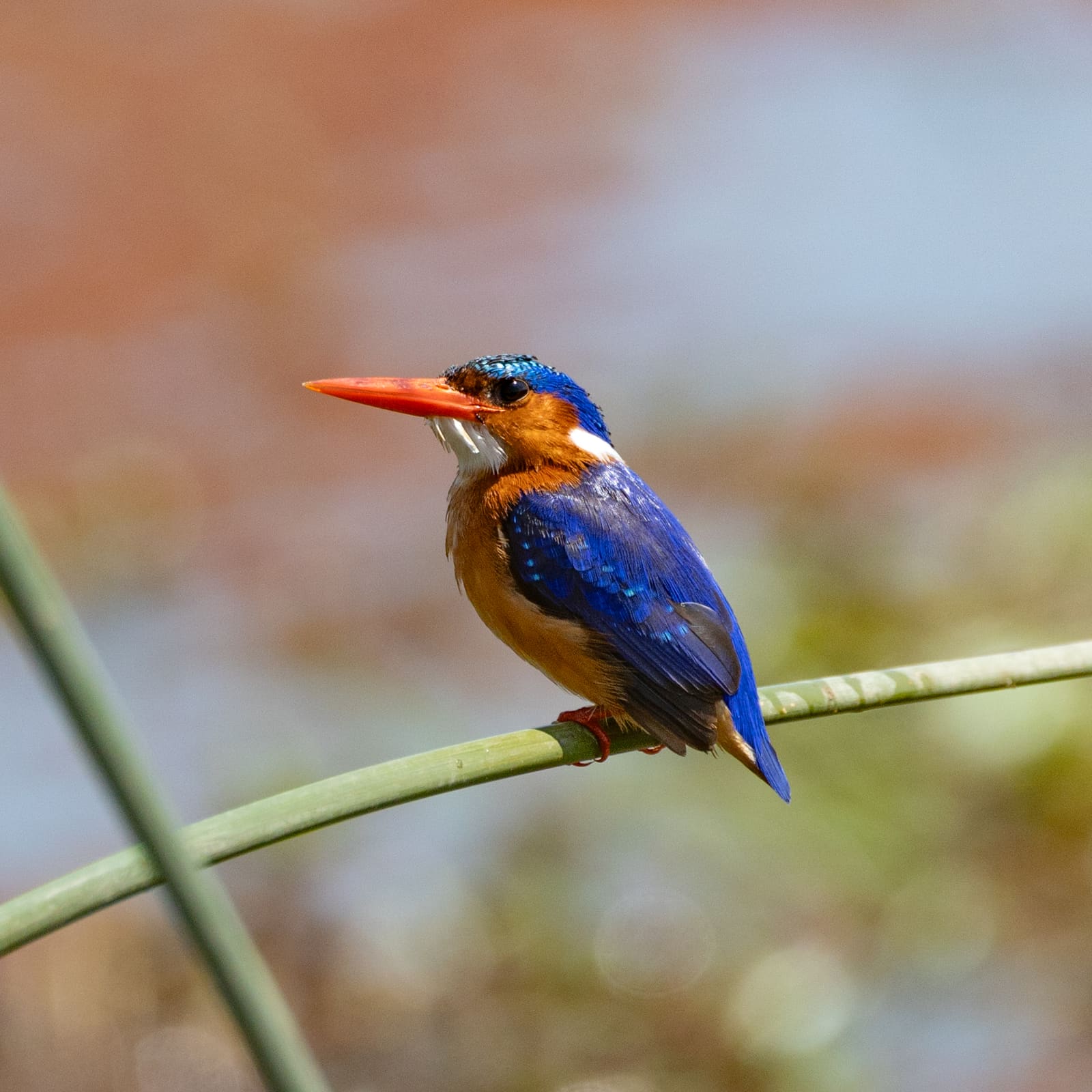 A small bright blue and orange kingfisher with a red bill perched on a thin reed.