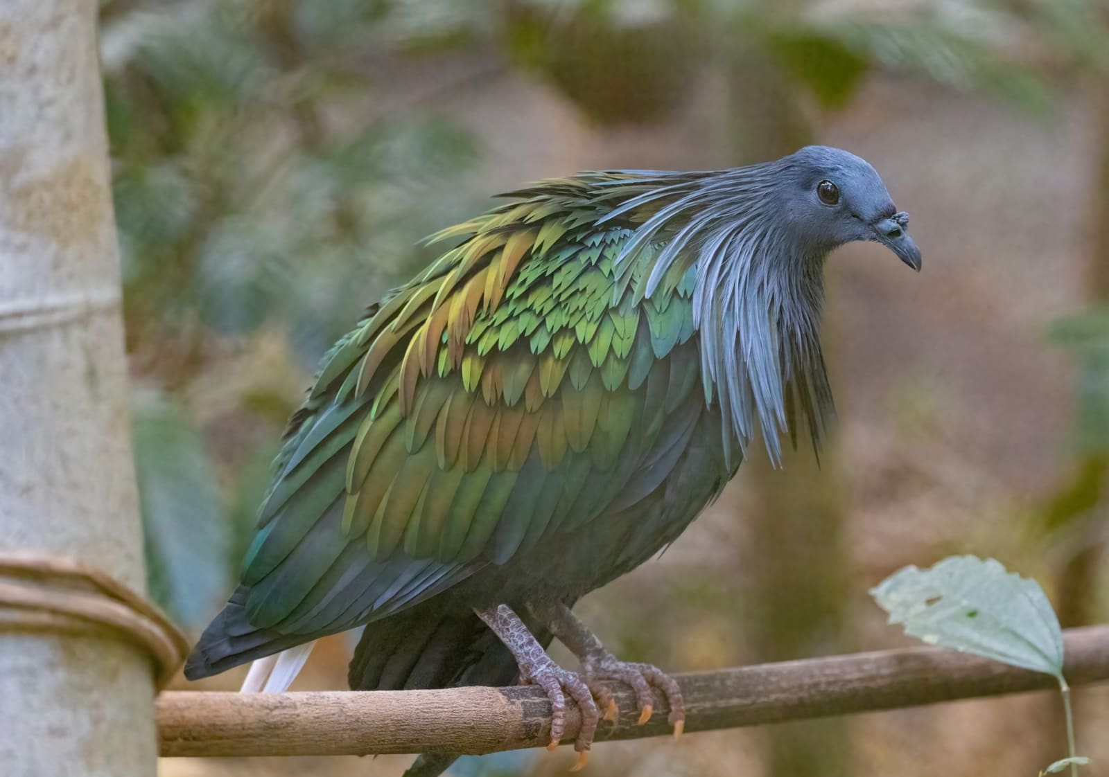 A pigeon with long iridescent green and copper neck feathers, a grey head, and a short white tail.