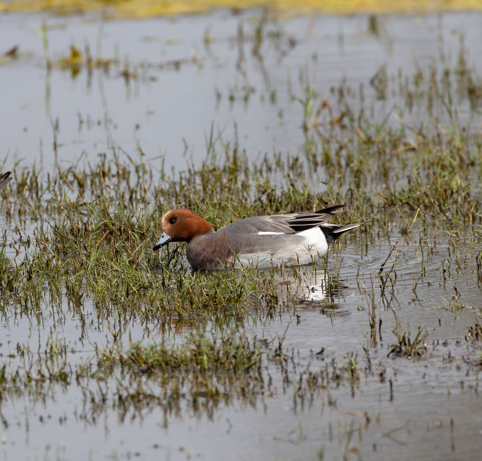 Male Northern Pintail swimming and feeding at the water's surface among reeds.