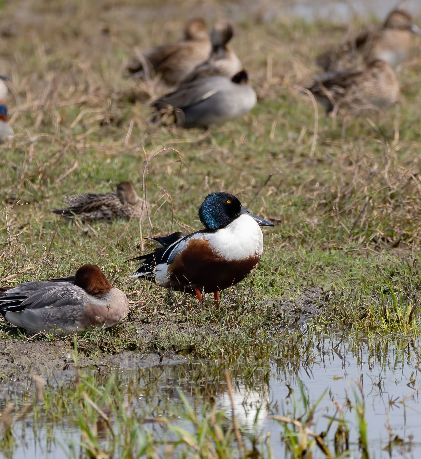 Male Northern Shoveler standing on mud among other resting ducks, green head and chestnut sides visible.