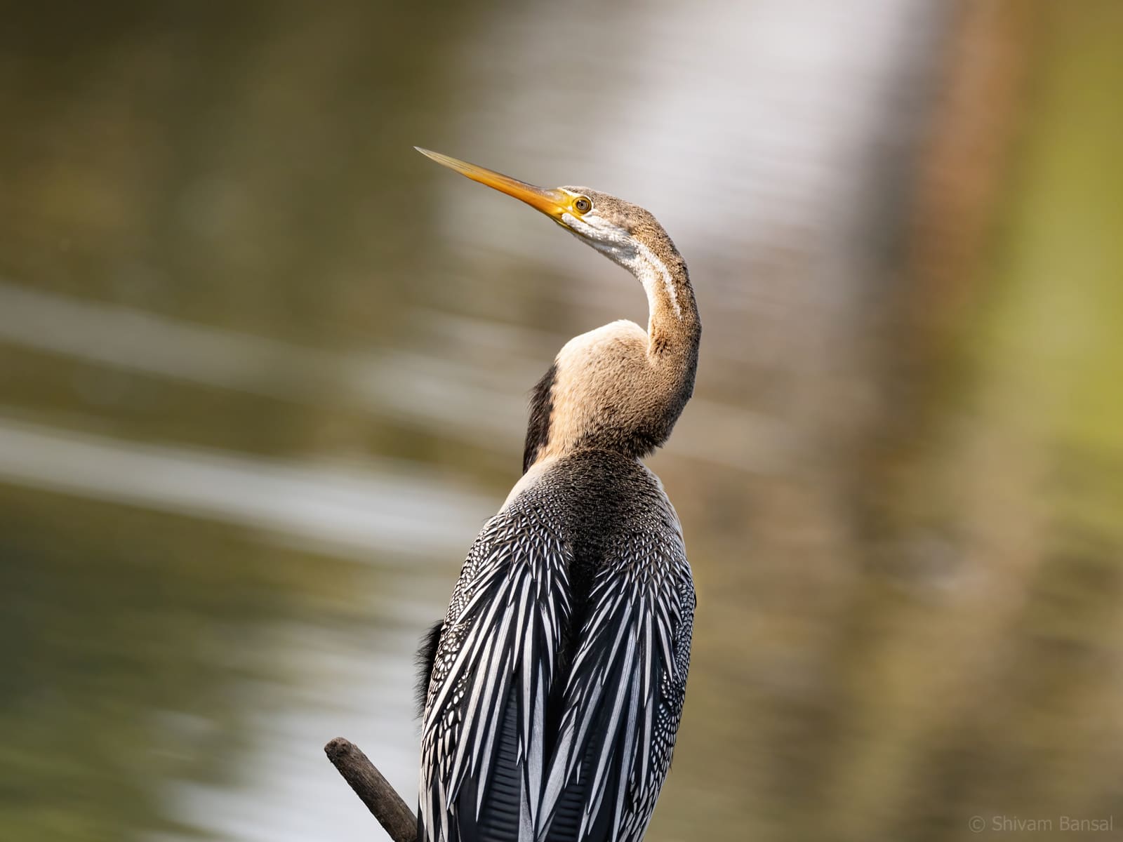 Oriental Darter with long S-curved neck and dagger-like bill, close-up portrait.