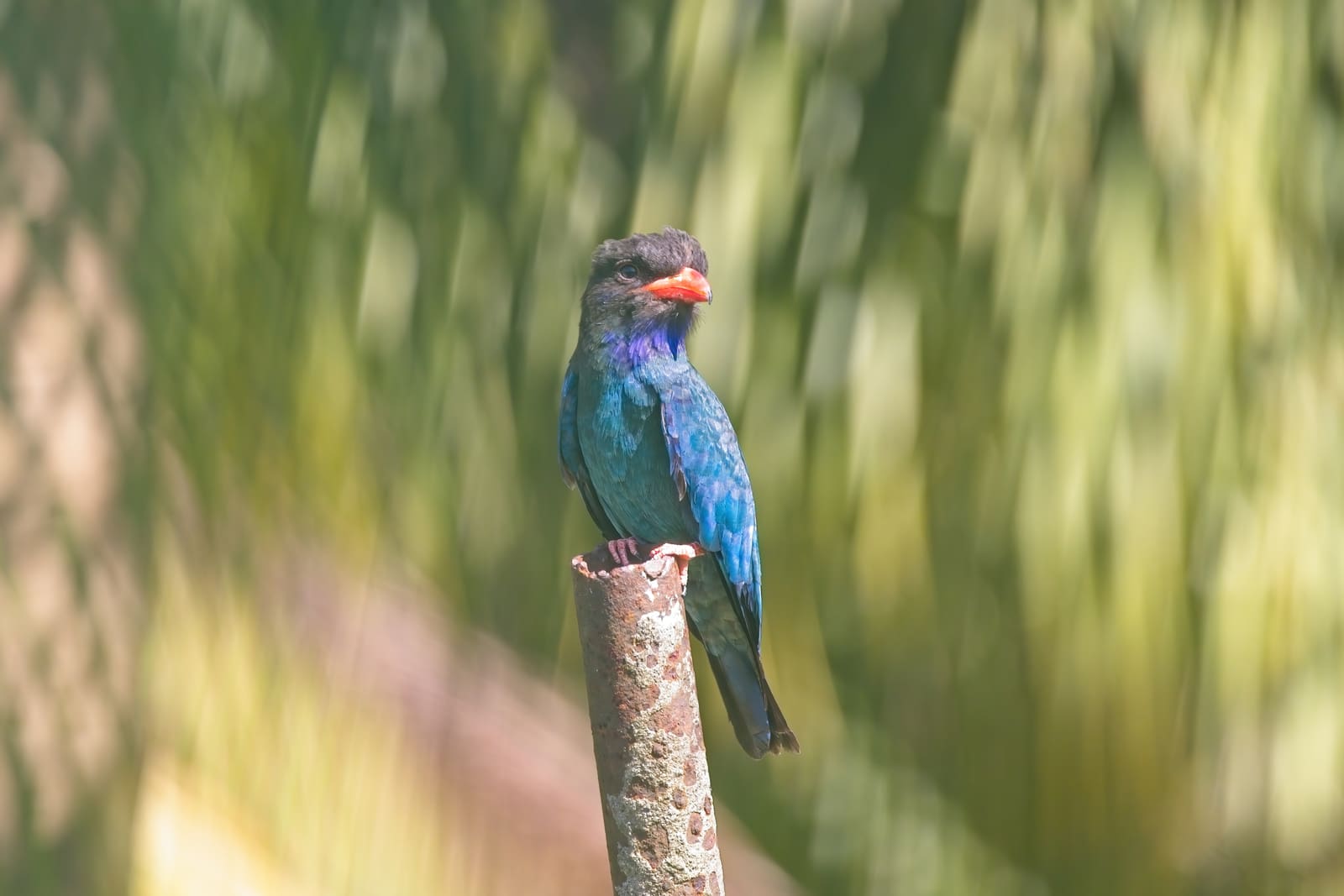A small kingfisher with a black head, purple-blue back, and orange bill, perched on a rusted metal post.