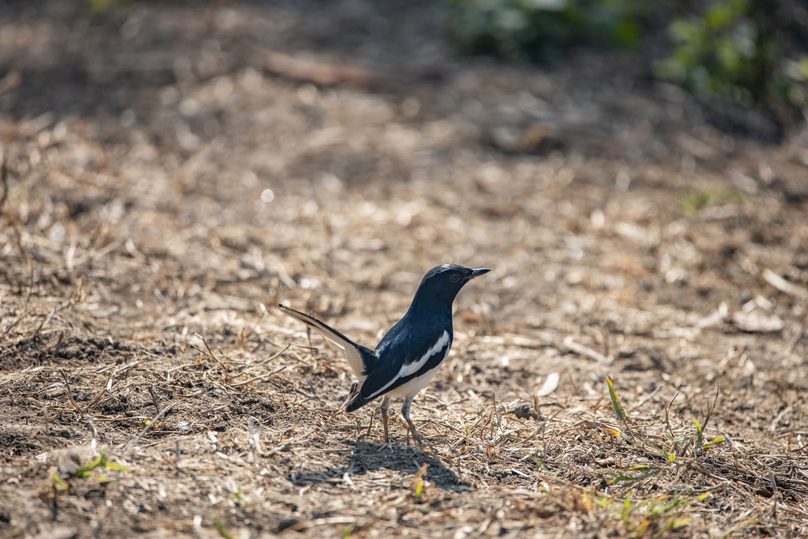 Oriental Magpie-Robin on the ground, black and white plumage.