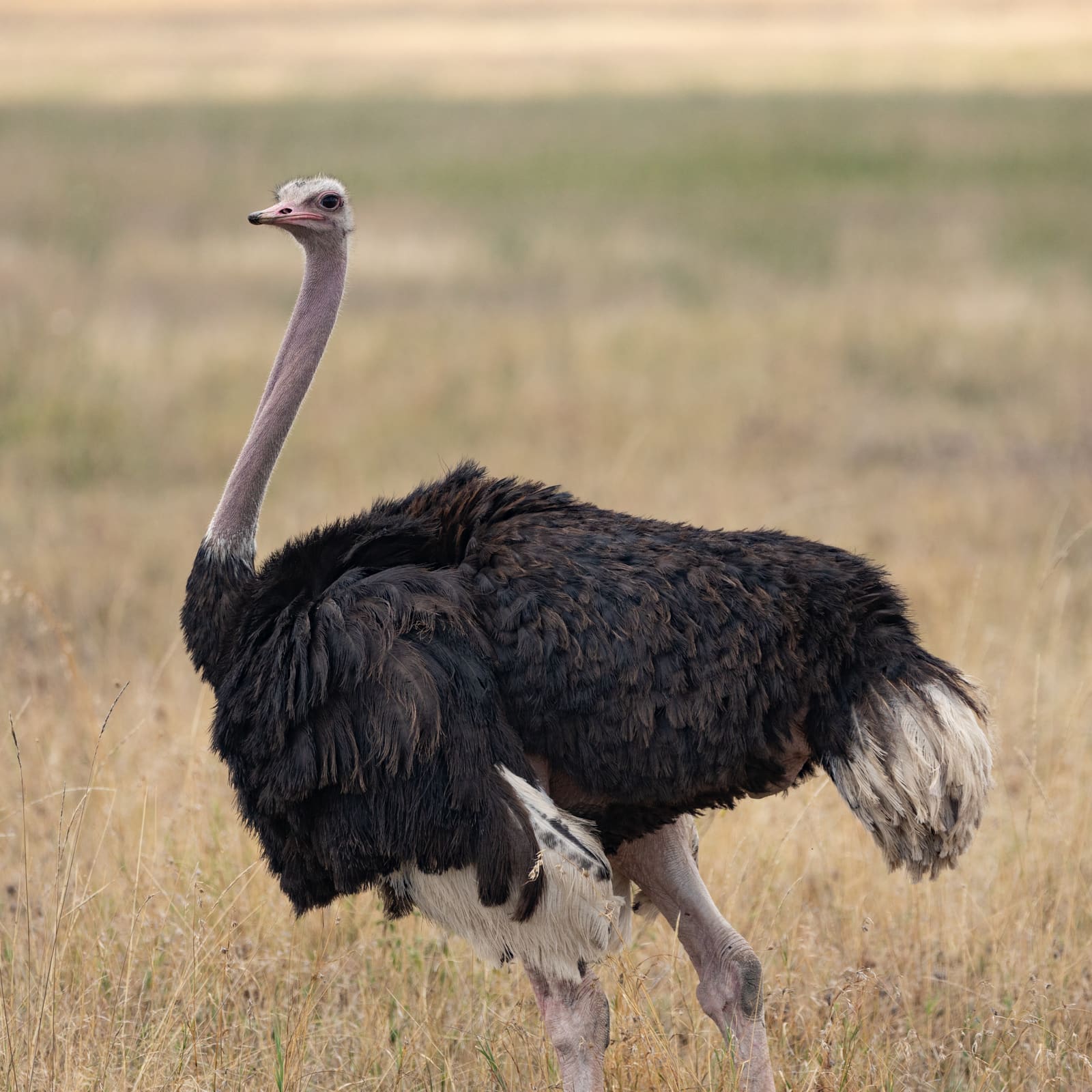 A large flightless bird with a long bare neck, small head, and black-and-white body plumage standing in grassland.