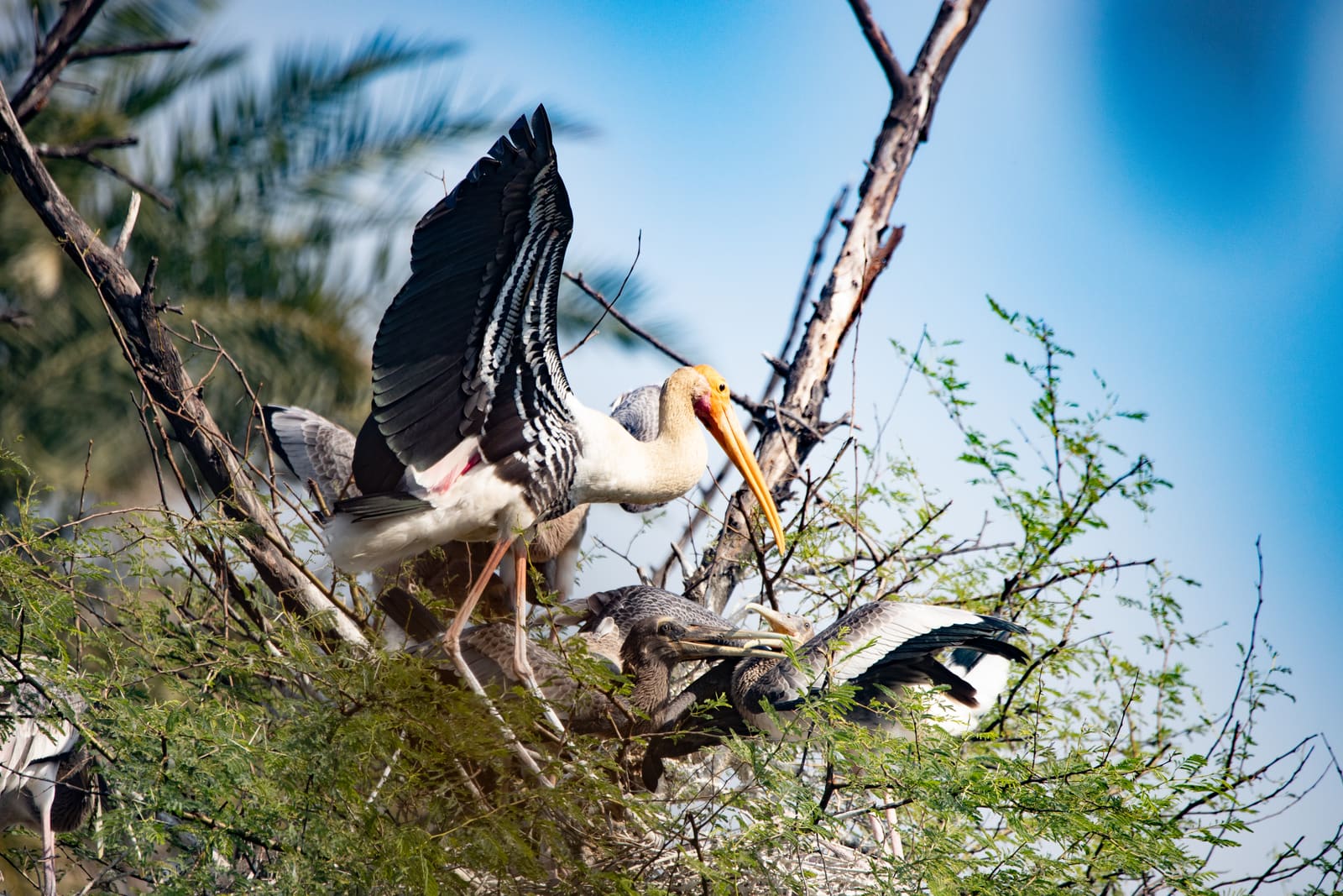 Adult Painted Stork with wings spread at a nest, feeding two chicks.