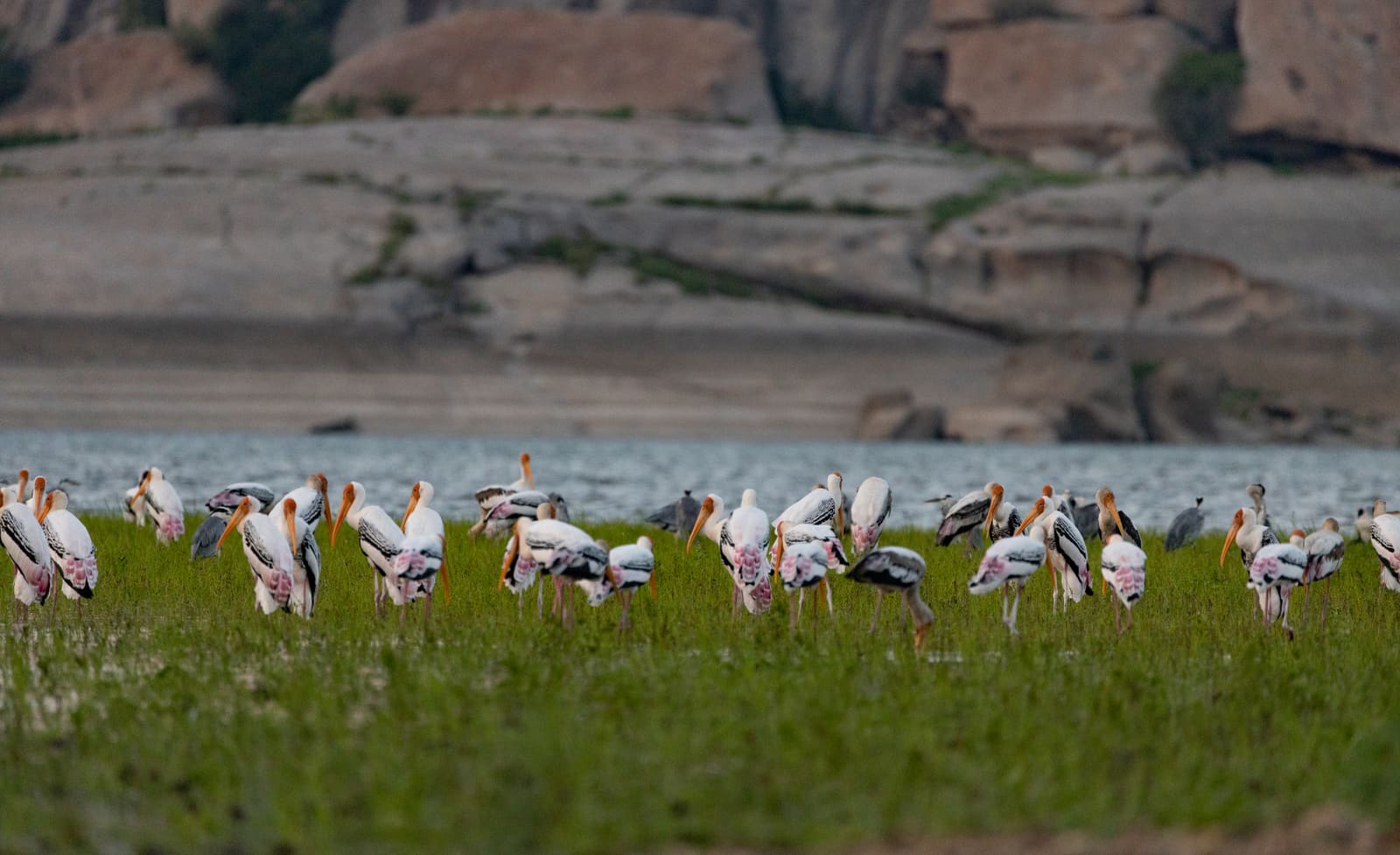 Large group of Painted Storks wading and foraging across a wetland with tall grass.