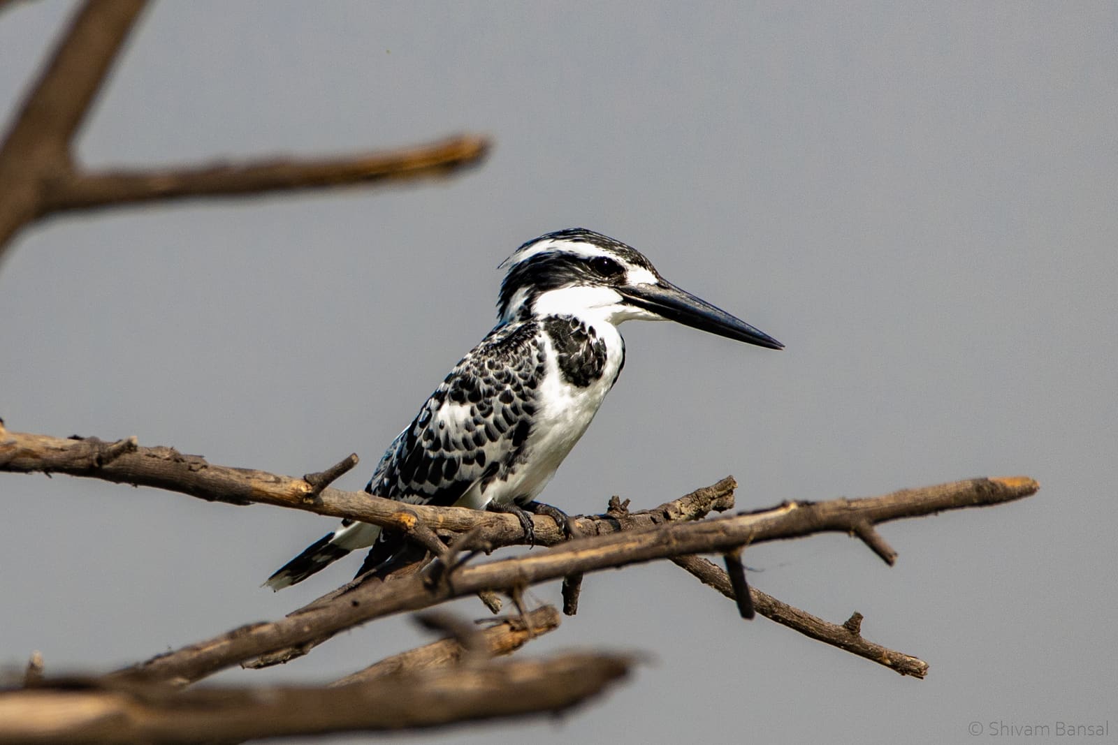 Pied Kingfisher with black and white plumage and raised crest, perched on a branch.