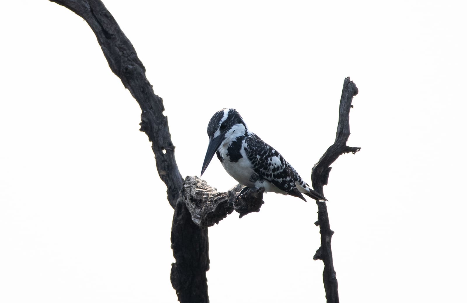 A black-and-white speckled kingfisher with a shaggy crest and long dark bill, perched on a bare grey branch against a light sky.