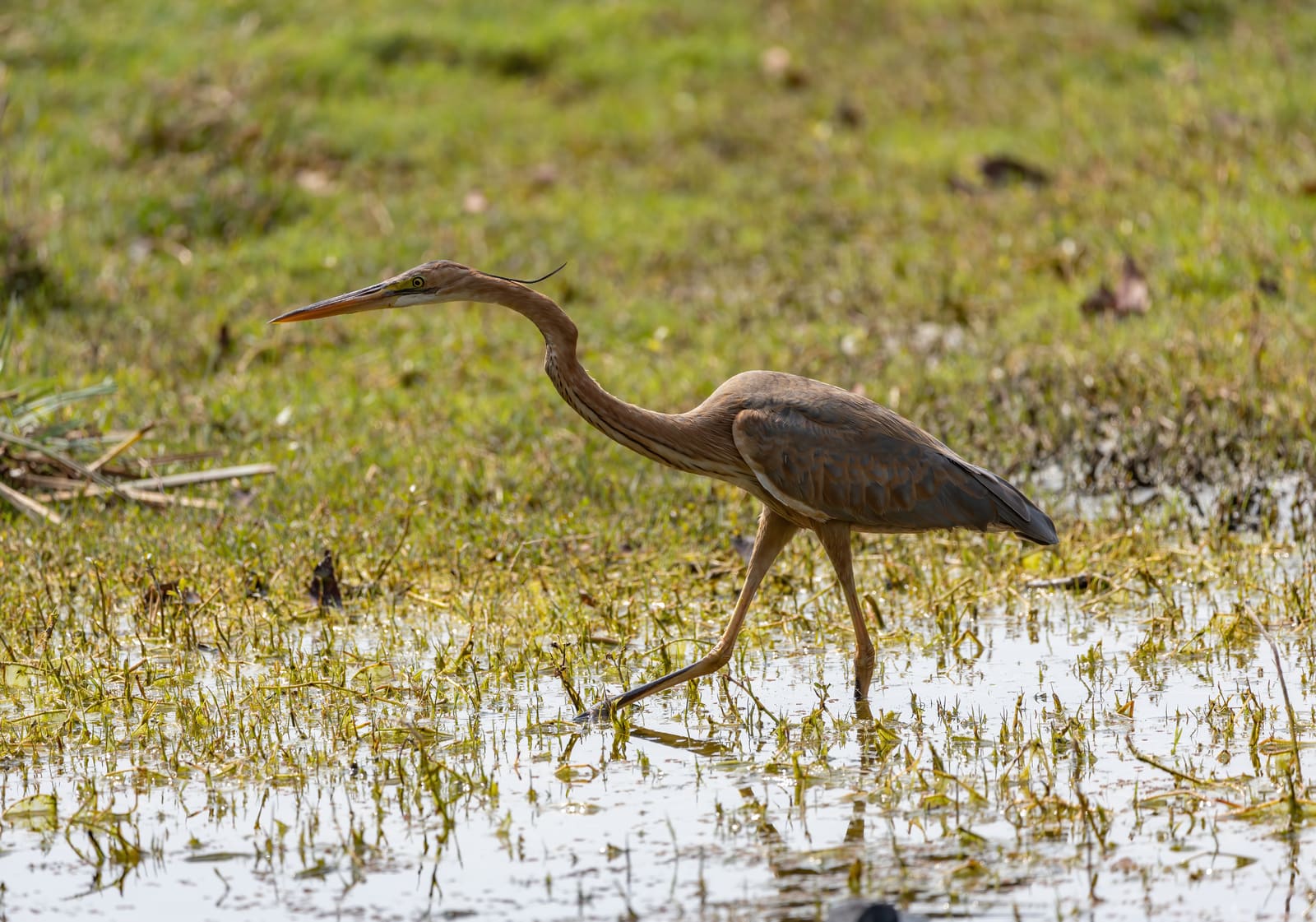 Purple Heron walking through a marsh, neck extended forward, reflection visible in the water.
