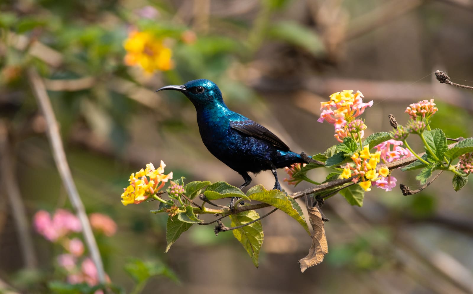 Male Purple Sunbird with iridescent blue-black plumage perched on a flowering lantana branch.