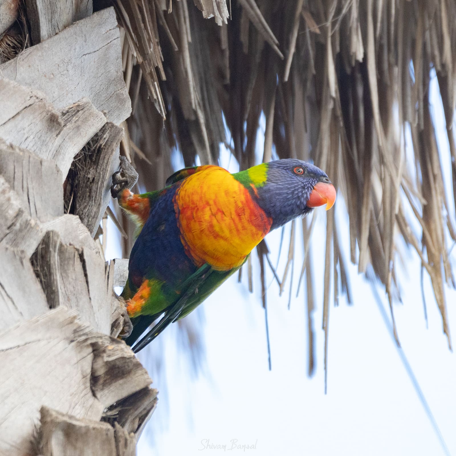 A small parrot with a deep blue head, orange-red chest, and green wings, feeding among palm fronds.