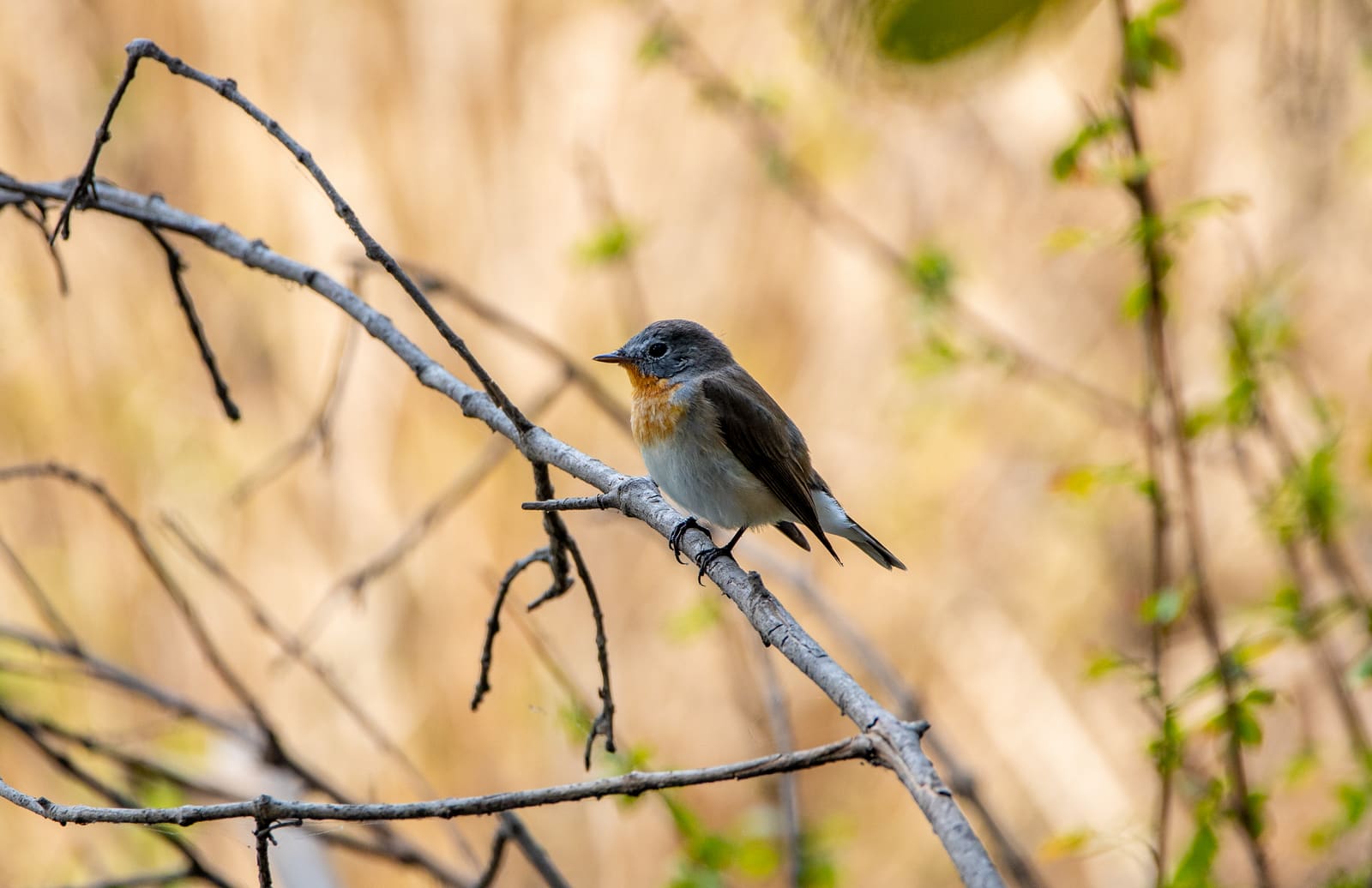 Red-breasted Flycatcher perched on a thin branch, orange throat patch visible.