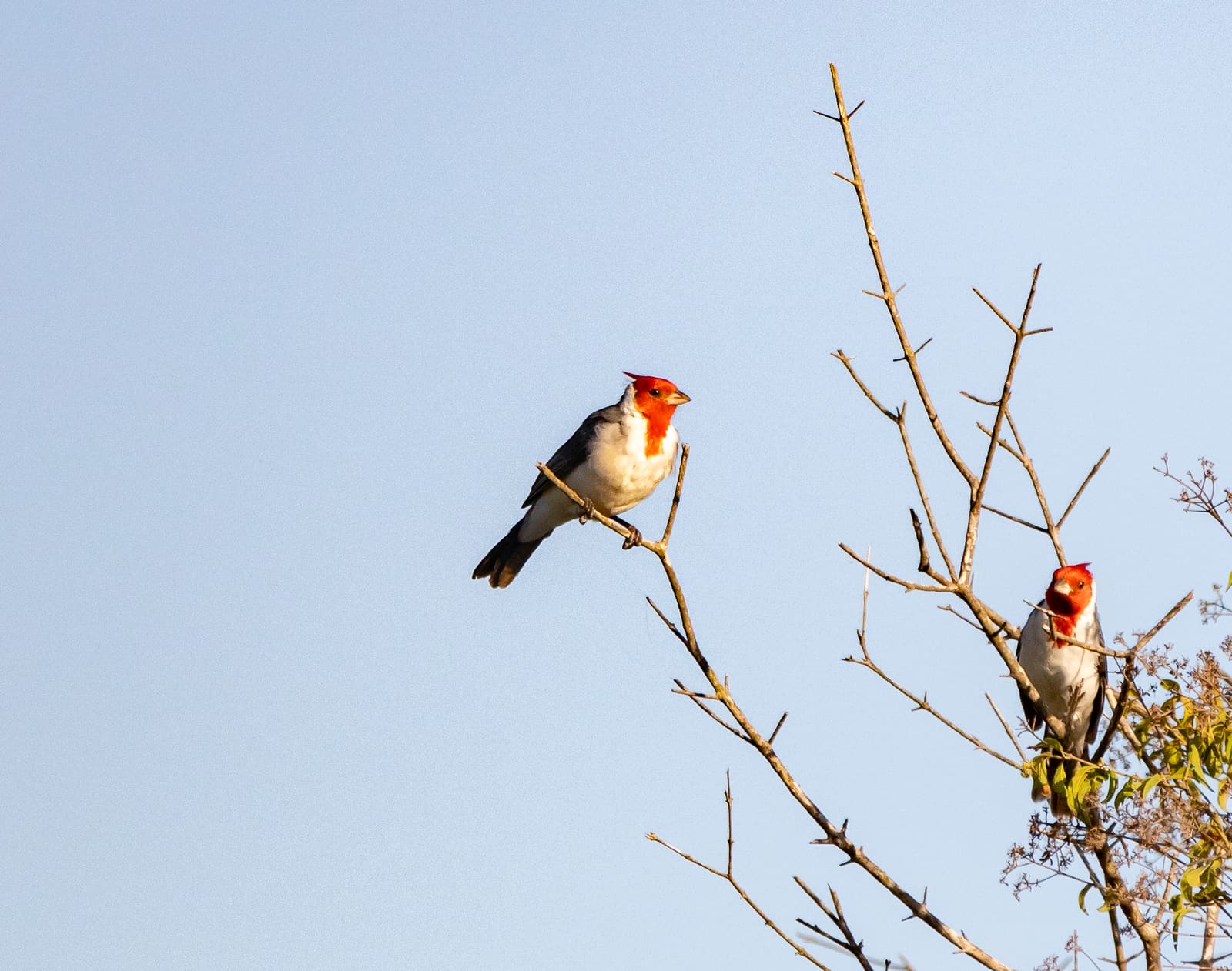 Two birds with bright red heads, white breasts, and grey backs perched on bare branches against a blue sky.