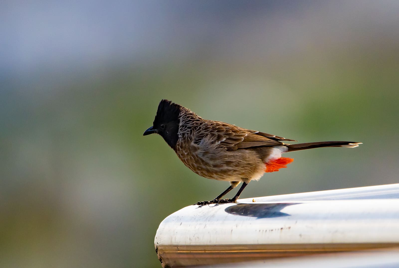 Red-vented Bulbul with raised crest perched on a car roof edge, red vent visible under tail.