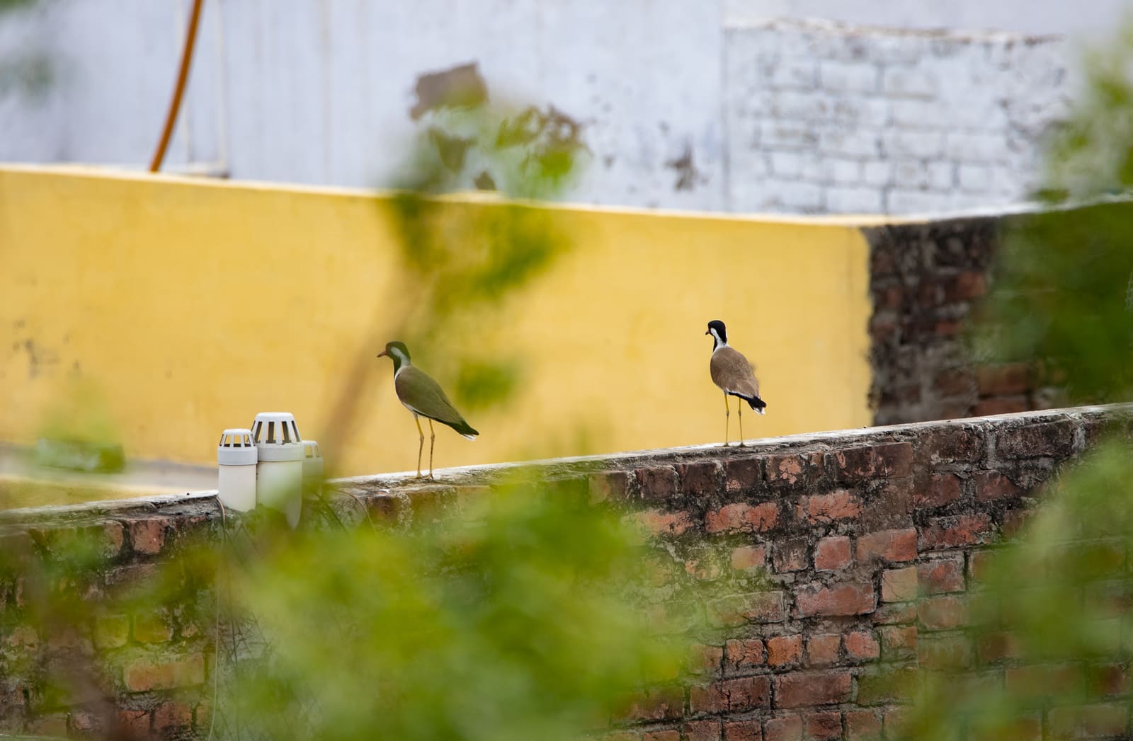 Two Red-wattled Lapwings standing on a brick wall.