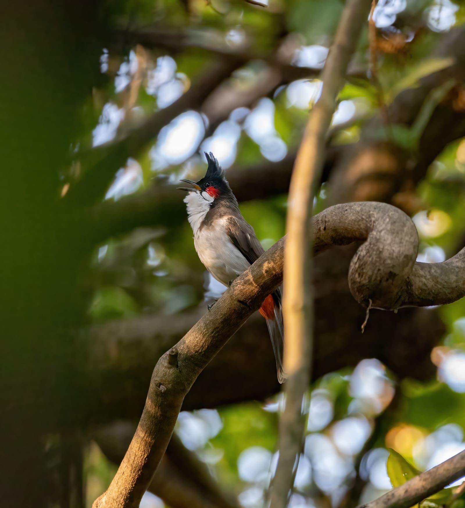 Red-whiskered Bulbul perched on a branch with beak open, black crest and red cheek patch, small fruits nearby.