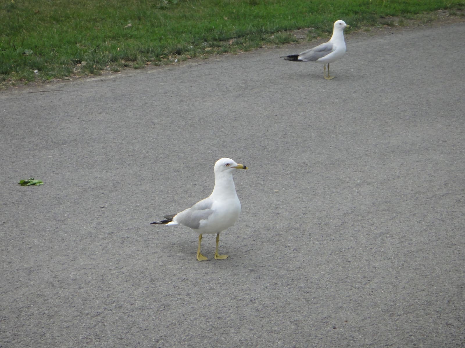 Two grey-and-white gulls with yellow bills standing on pavement near grass.
