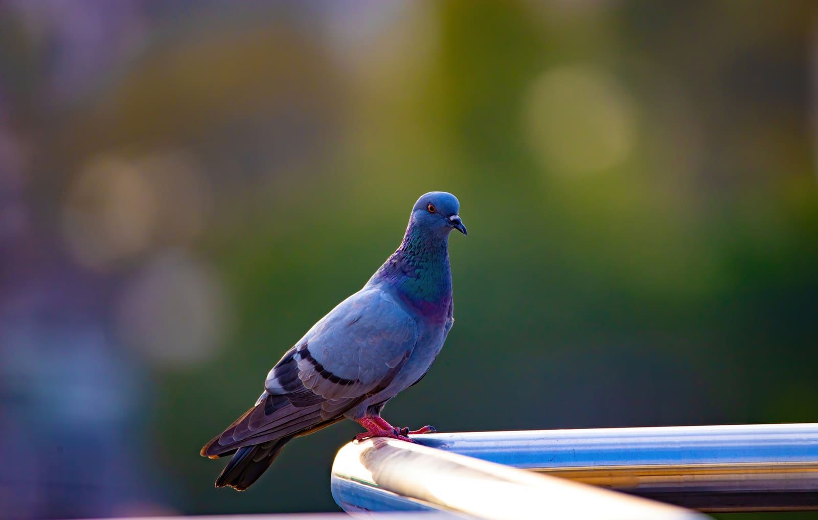 Rock Pigeon perched on a metal railing, iridescent neck feathers lit by warm evening light.