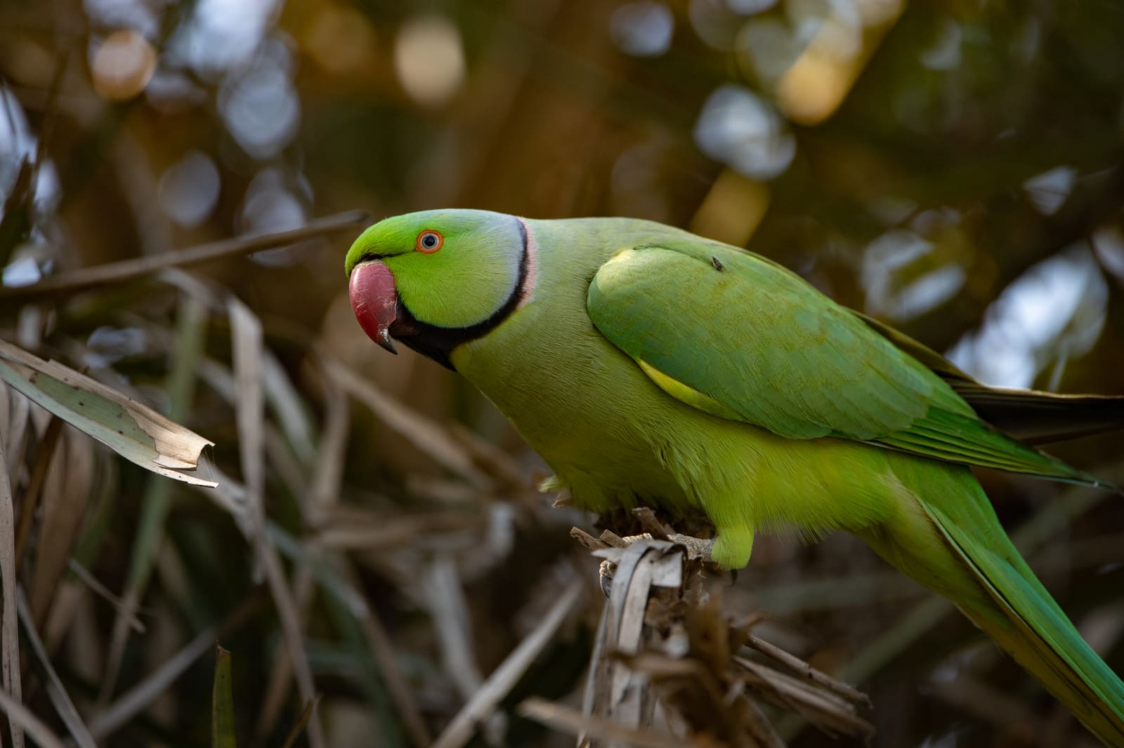 Rose-ringed Parakeet in profile, red bill and pink neck ring, green plumage, perched among dry palm fronds.