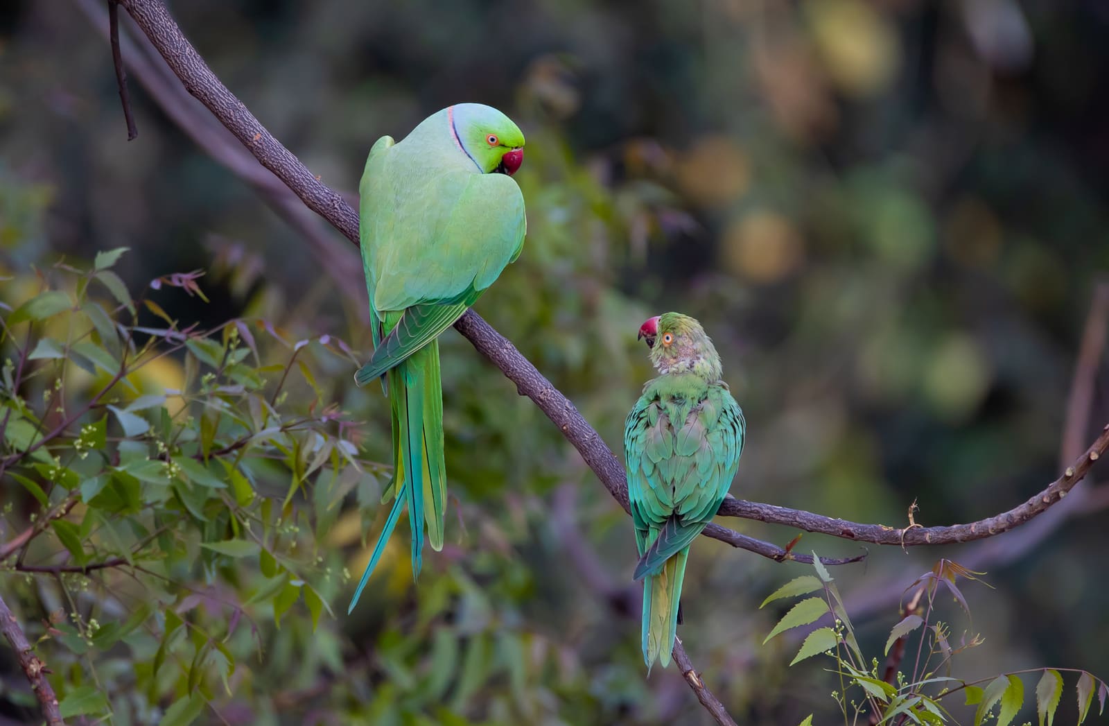 Young Rose-ringed Parakeet chick perched at a nest hole.