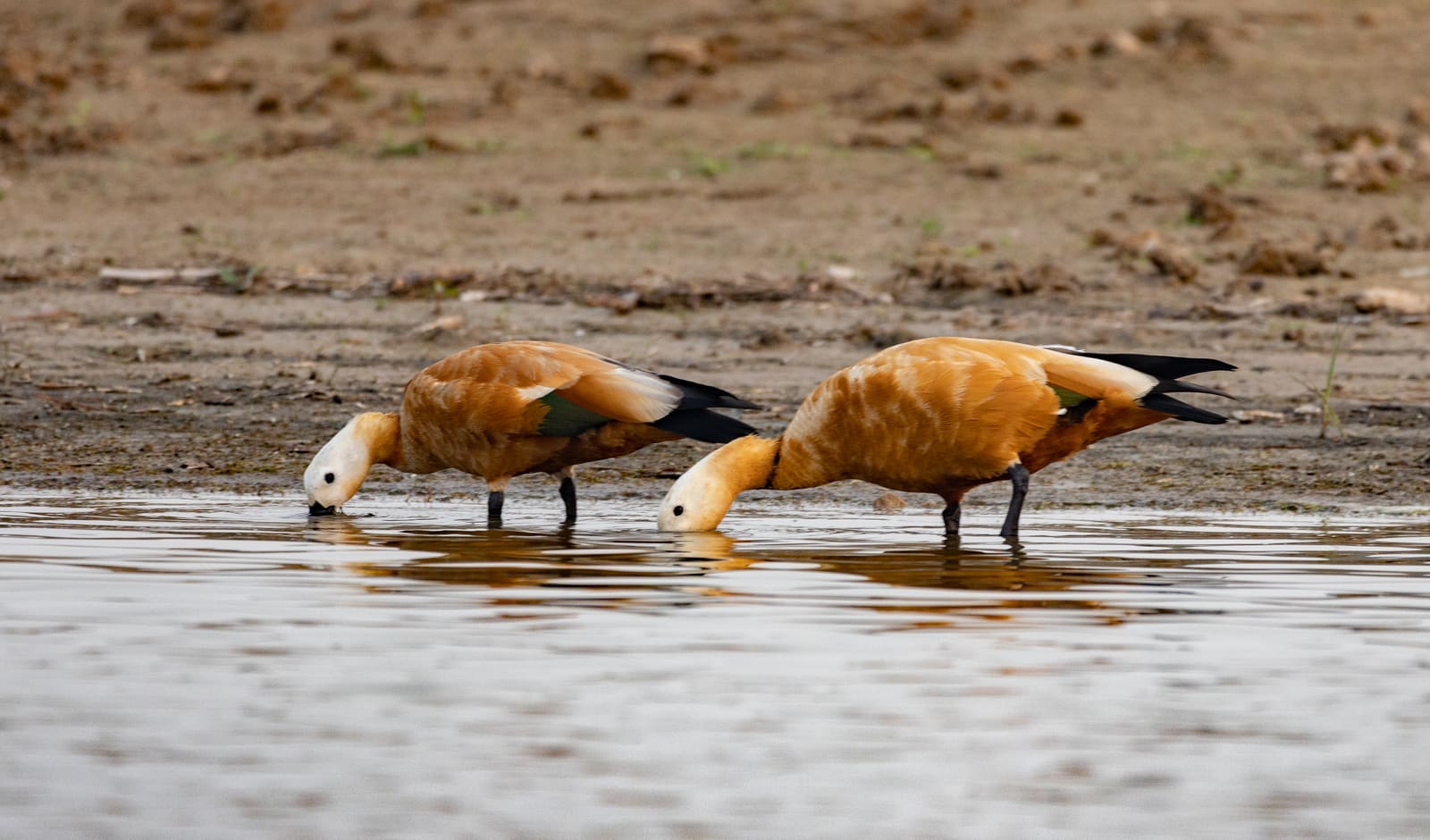 Two Ruddy Shelducks bending down to drink at the edge of a river, orange-brown plumage.