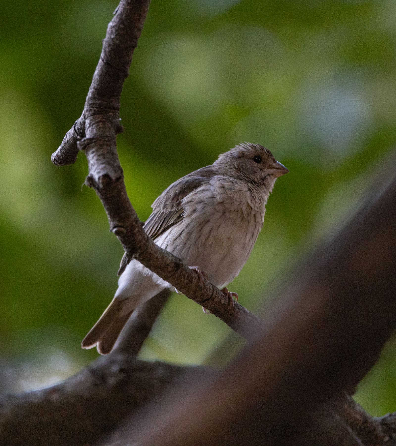 A rufous-brown bird with a pale throat and long legs, standing upright on bare ground.
