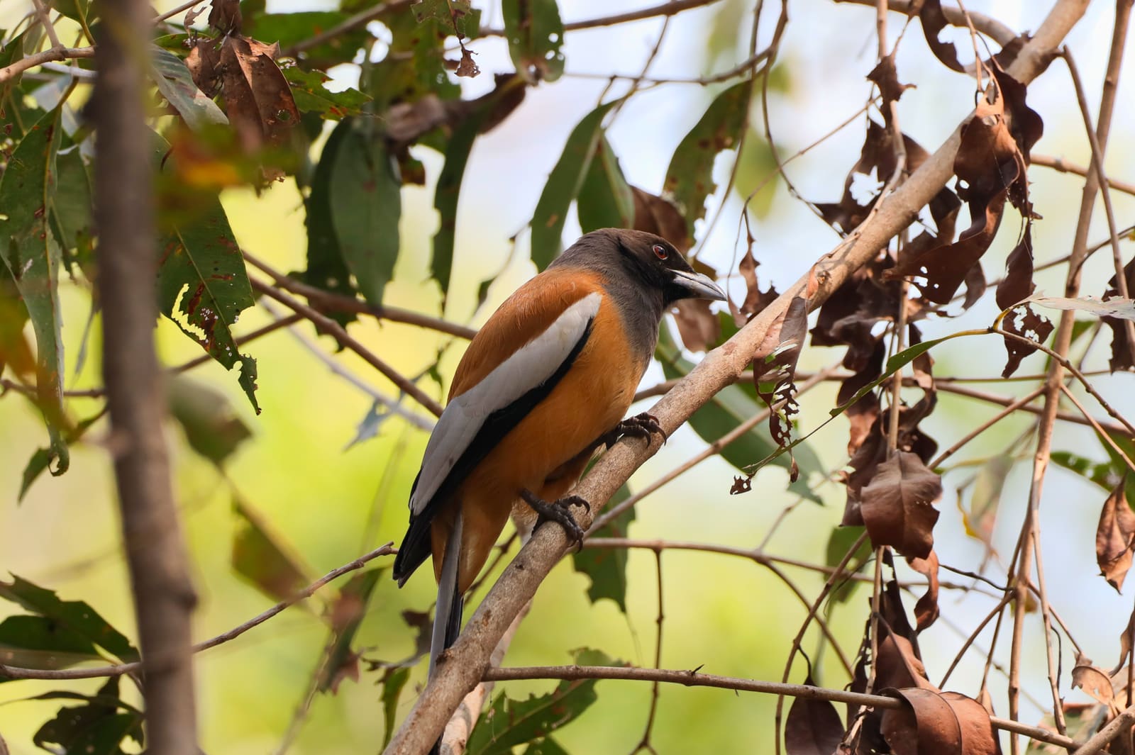 Rufous Treepie perched on a branch surrounded by dry leaves, black head, rufous body, long tail.