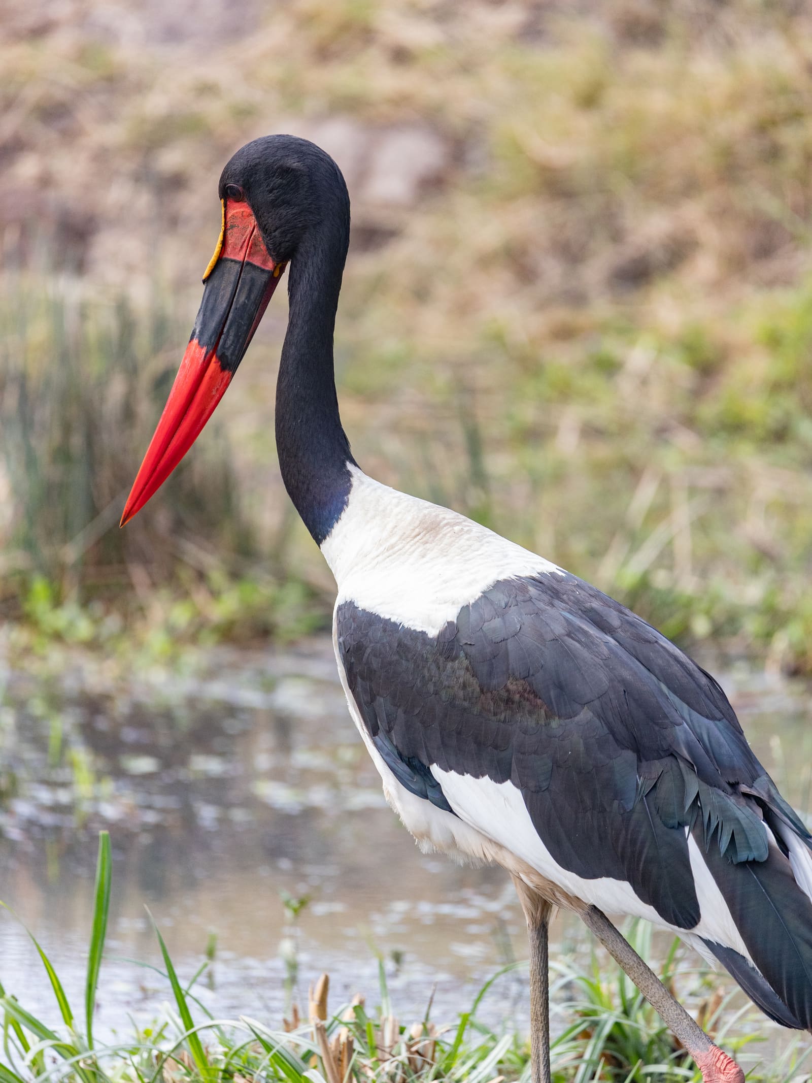 A tall black-and-white stork with a long red bill marked by a black band and yellow shield at the base.