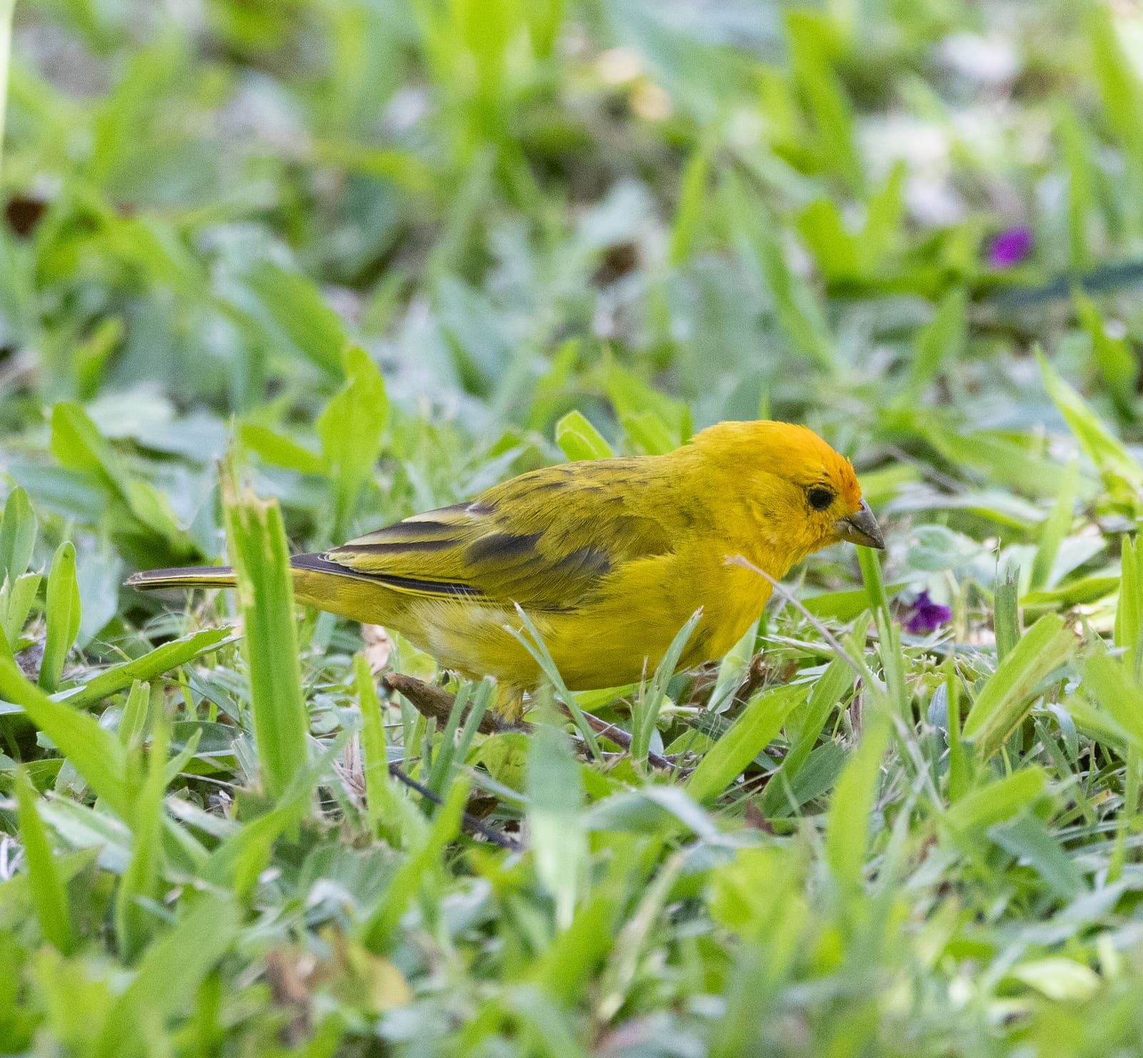 A small bright yellow finch standing in grass.
