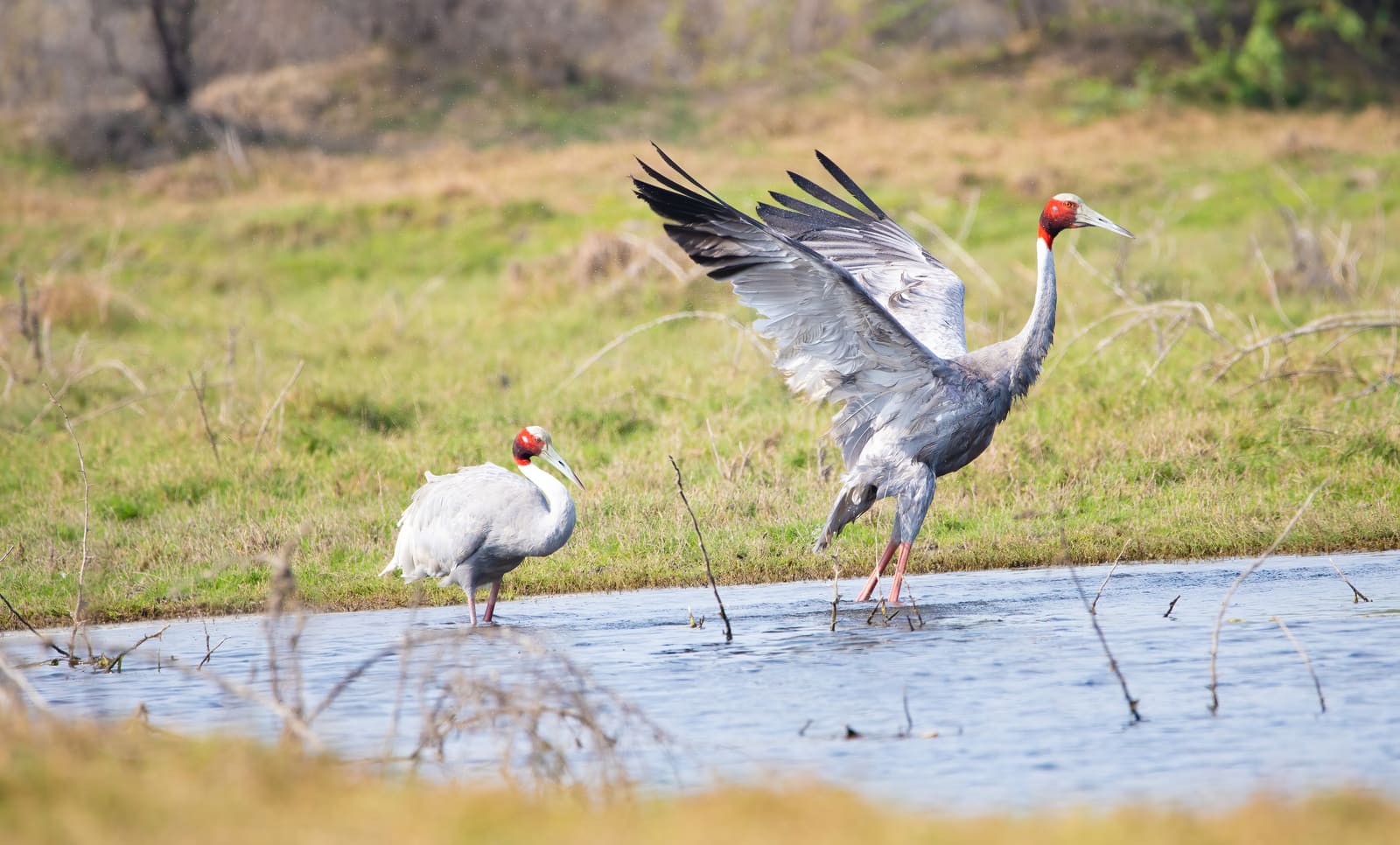 Two Sarus Cranes in a wetland, one with wings spread mid-stretch, red heads and grey plumage visible.