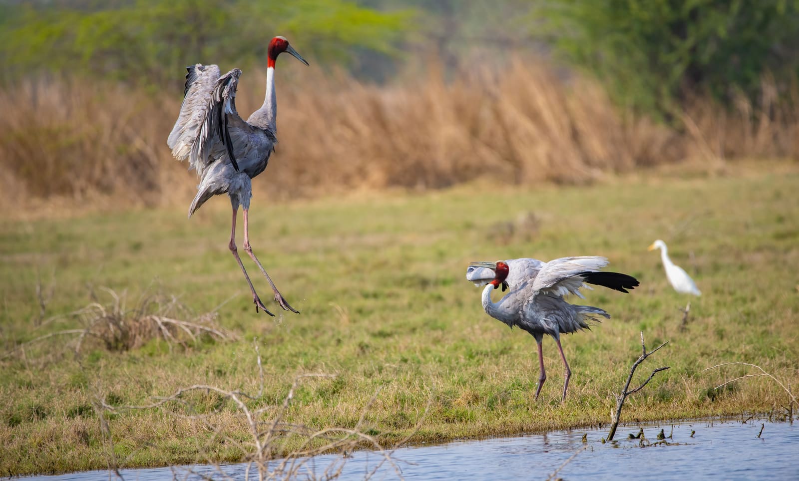Two Sarus Cranes dancing, one leaping with wings fully spread, the other bracing on the ground.