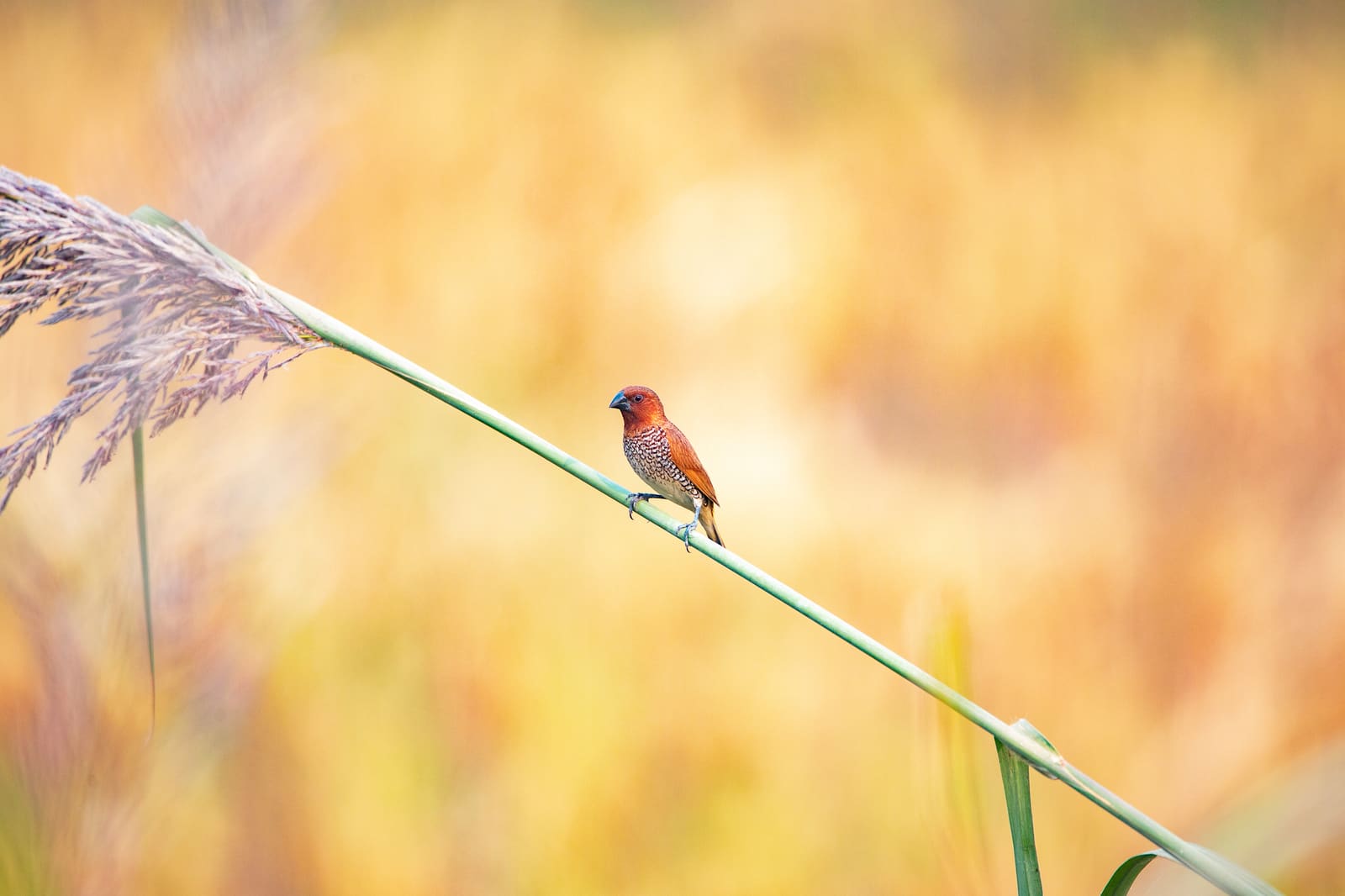 Scaly-breasted Munia perched on a grass stem, golden bokeh background.