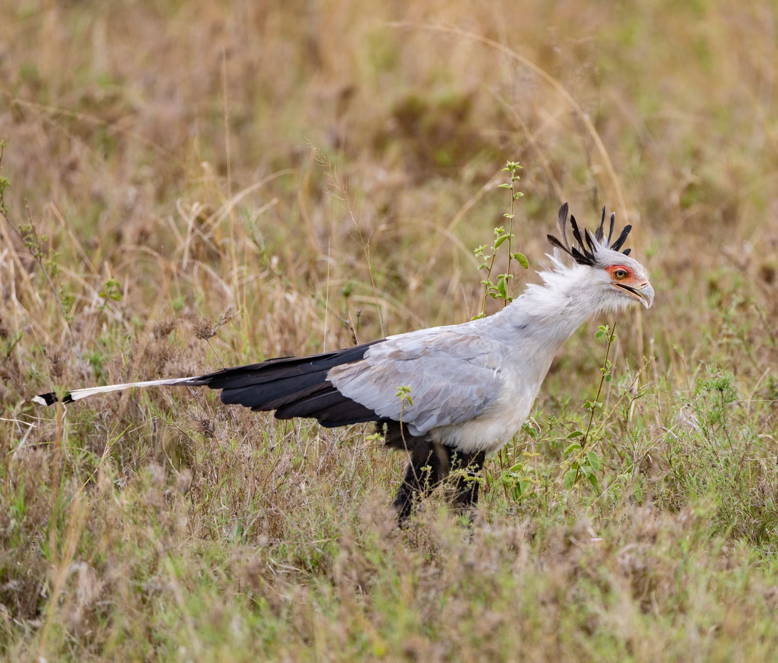 A long-legged grey and white raptor with black wing feathers, a red-and-orange face, and black head plumes, walking through grass.