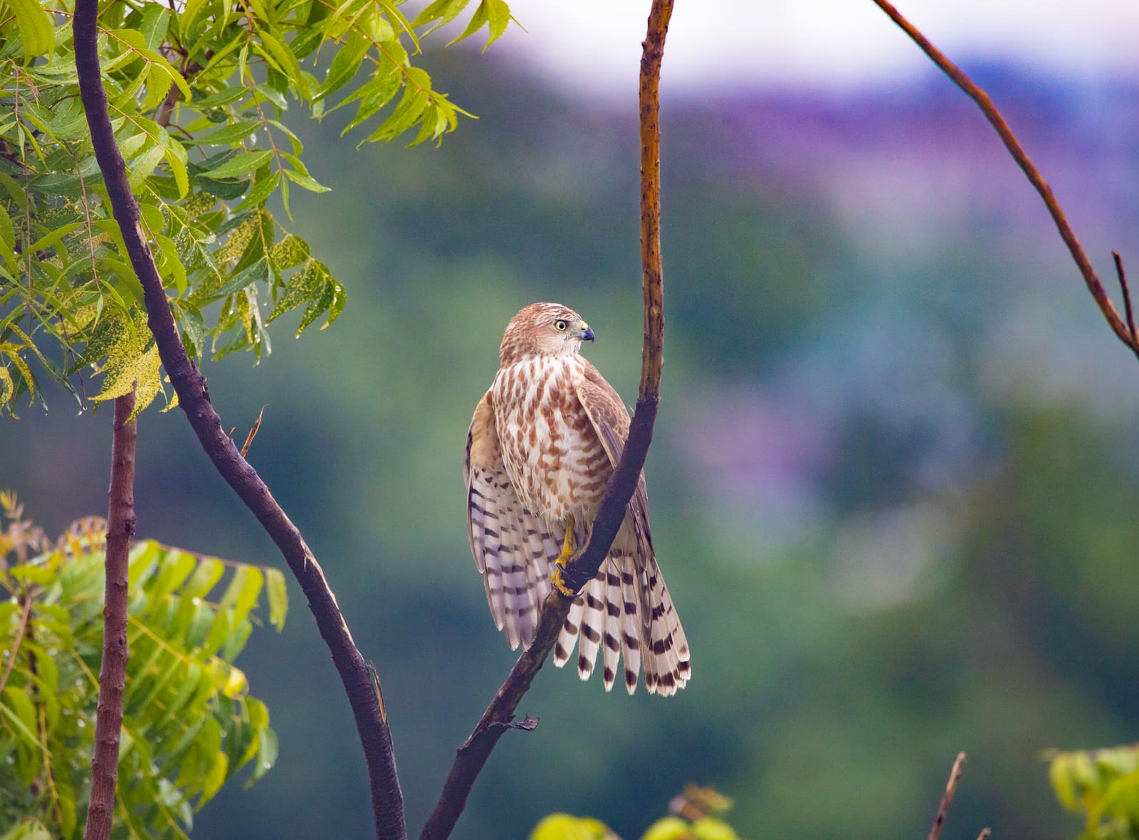Juvenile Shikra perched on a branch with one wing and tail stretched out, showing barred feather pattern.