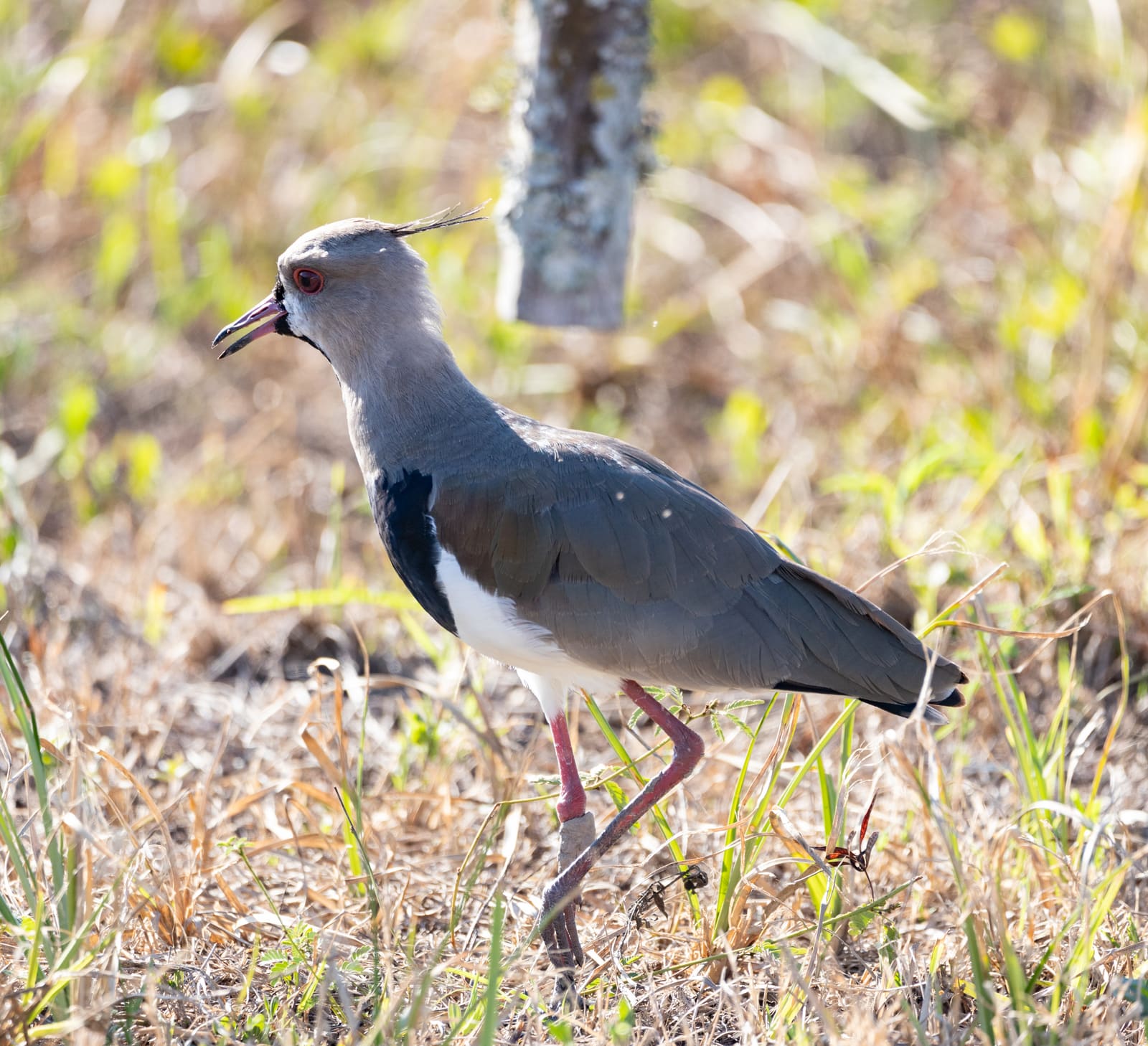 A grey wading bird with a black throat patch, red eye, and a wispy crest, standing in dry grass with its beak open.