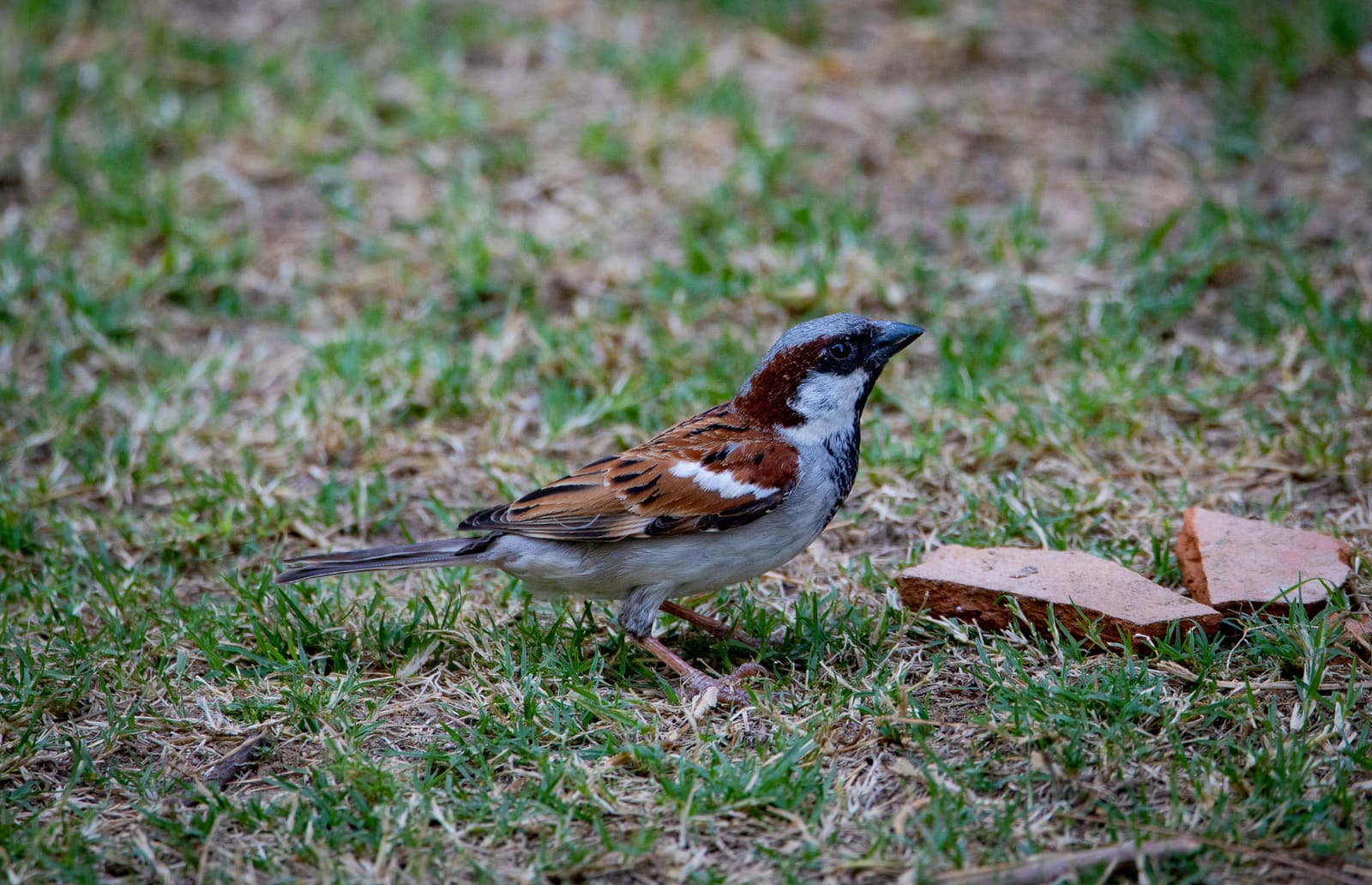 Spanish Sparrow standing on grass near a broken tile, chestnut crown and streaked flanks visible.