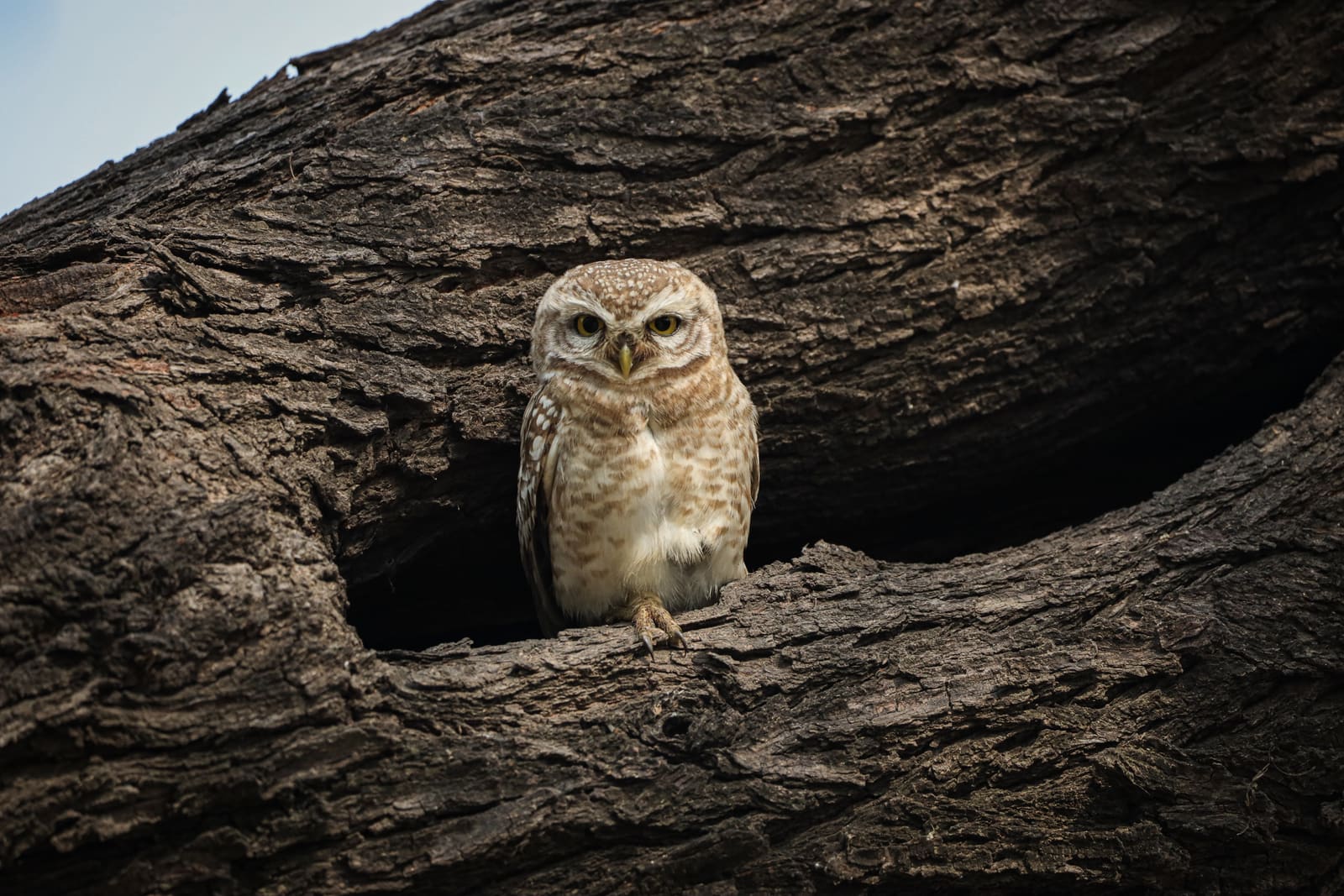 Spotted Owlet peering out of a tree hollow, a second owlet partly visible behind it.